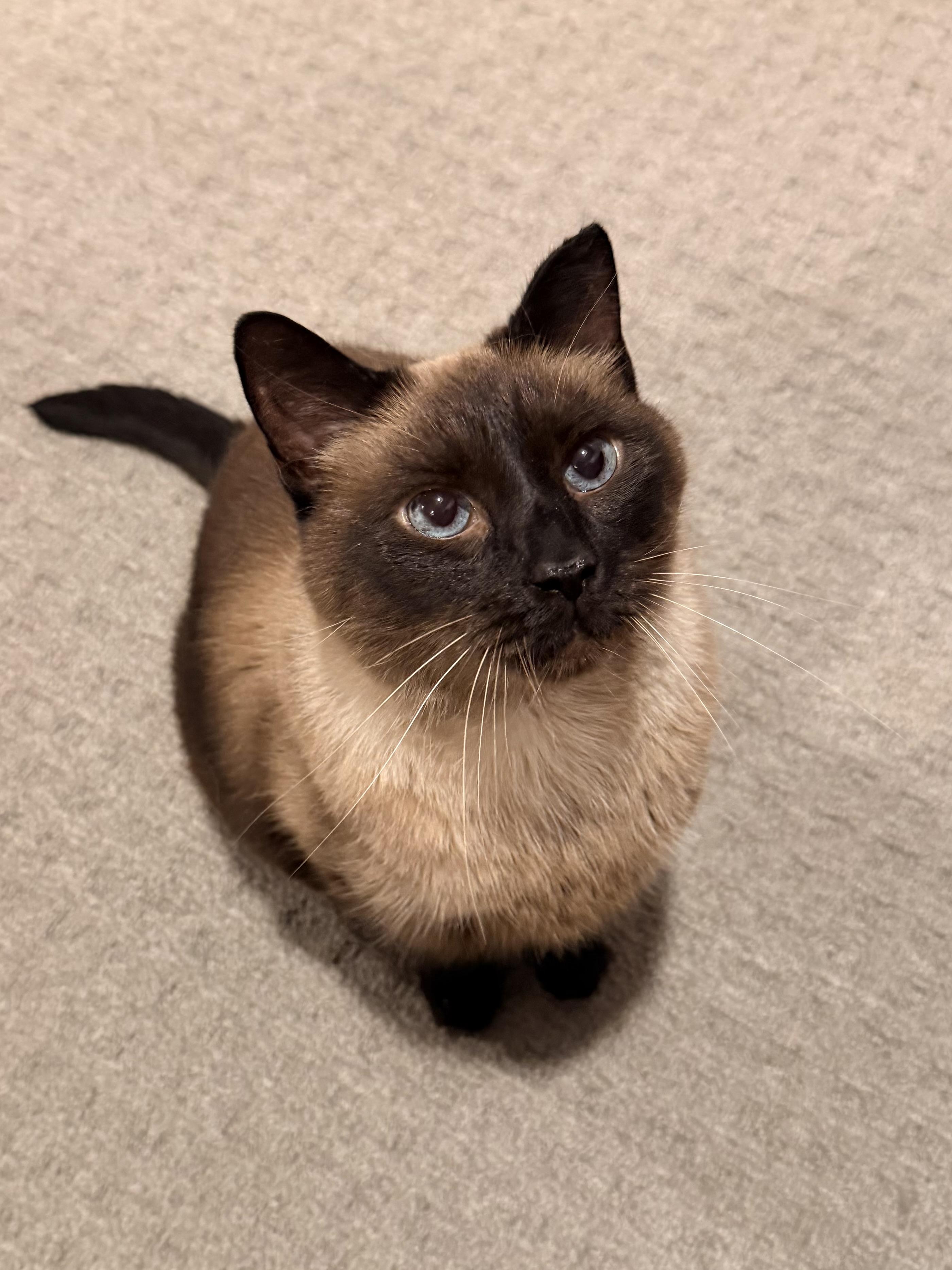 Simon, adopted, Senior Male Siamese.