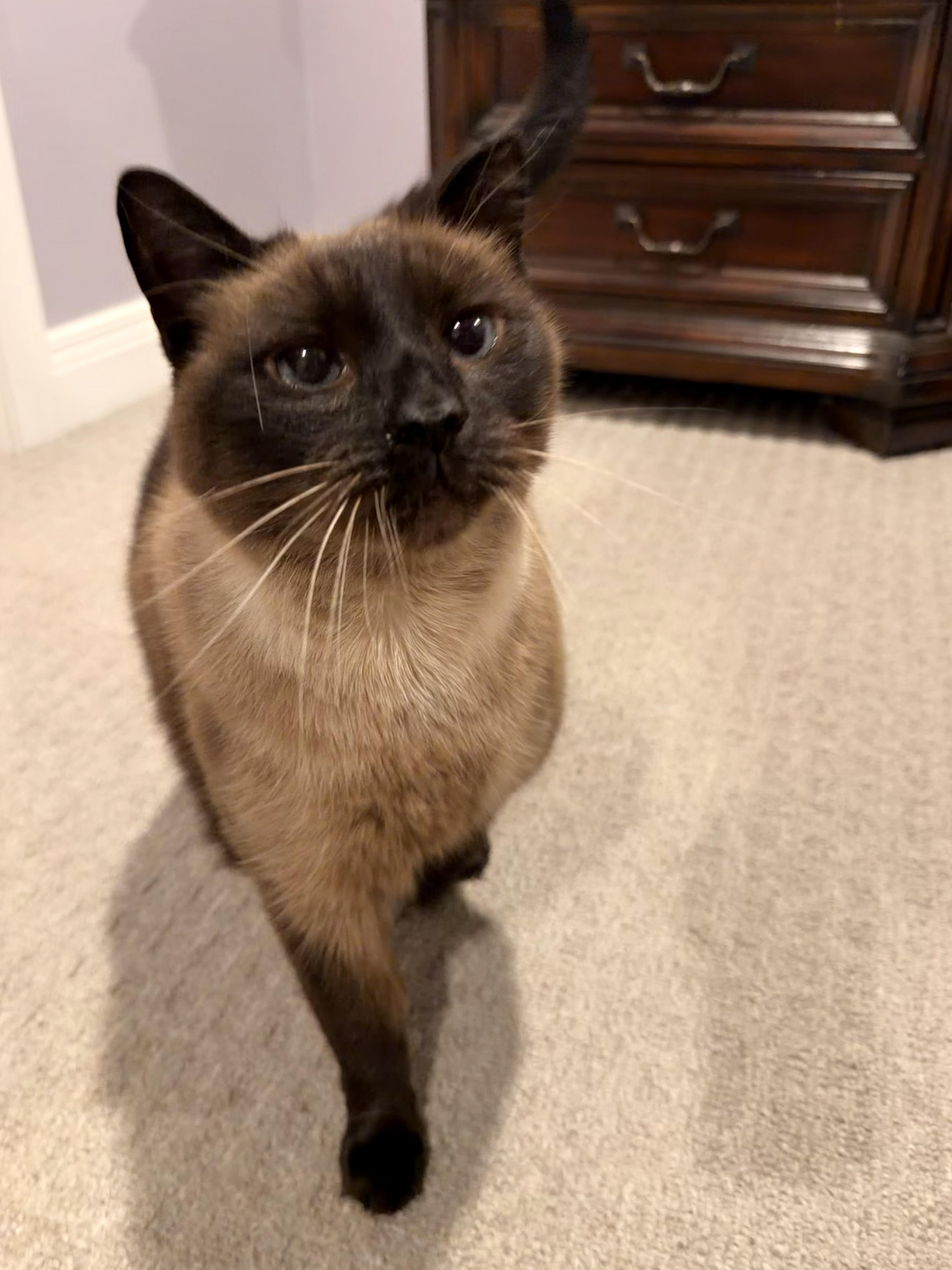 Enlarge Simon, an adopted Siamese in Louisville, KY image 6/6