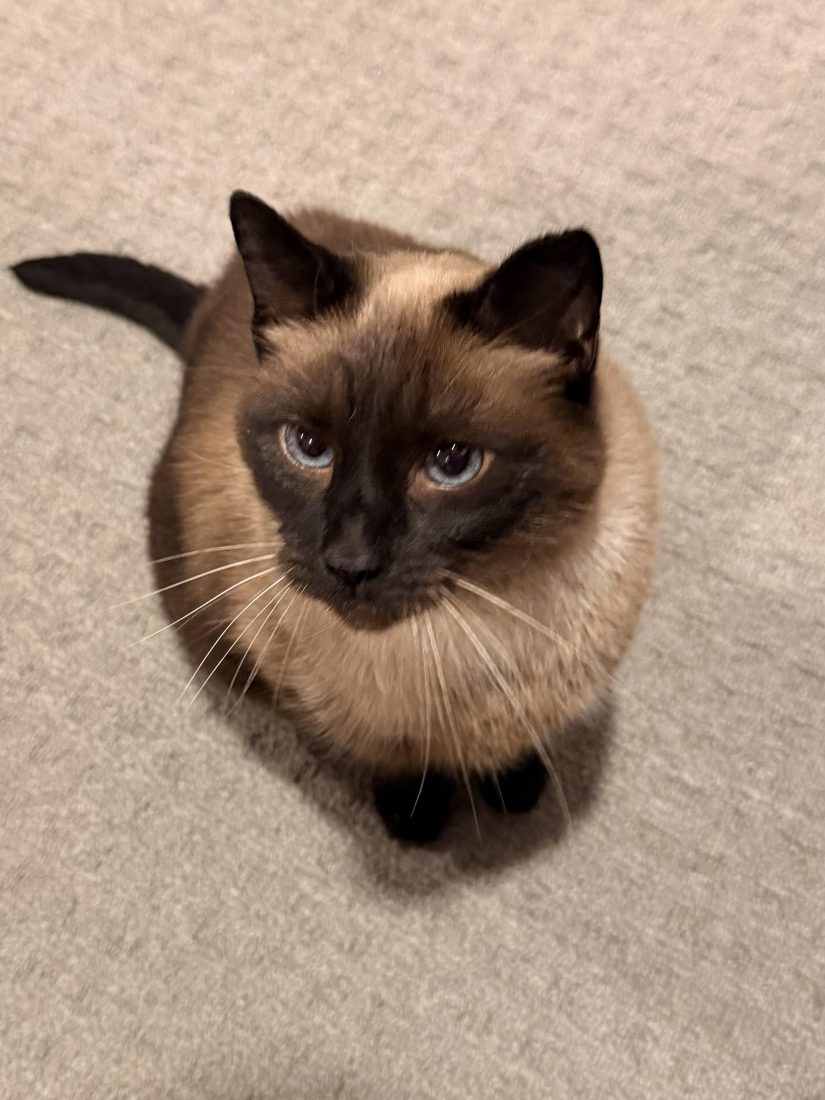 Enlarge Simon, an adopted Siamese in Louisville, KY image 2/6