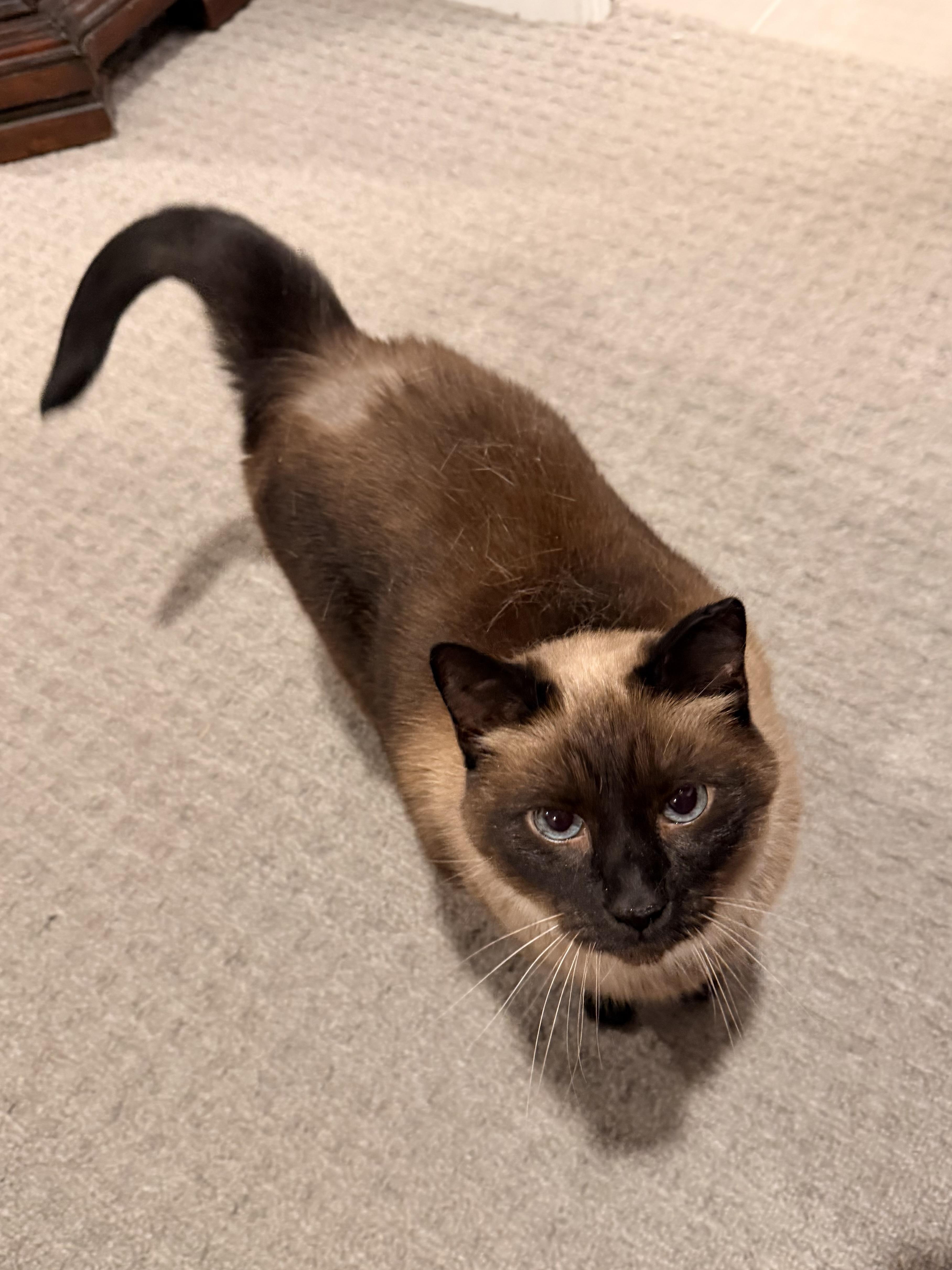 Enlarge Simon, an adopted Siamese in Louisville, KY image 3/6