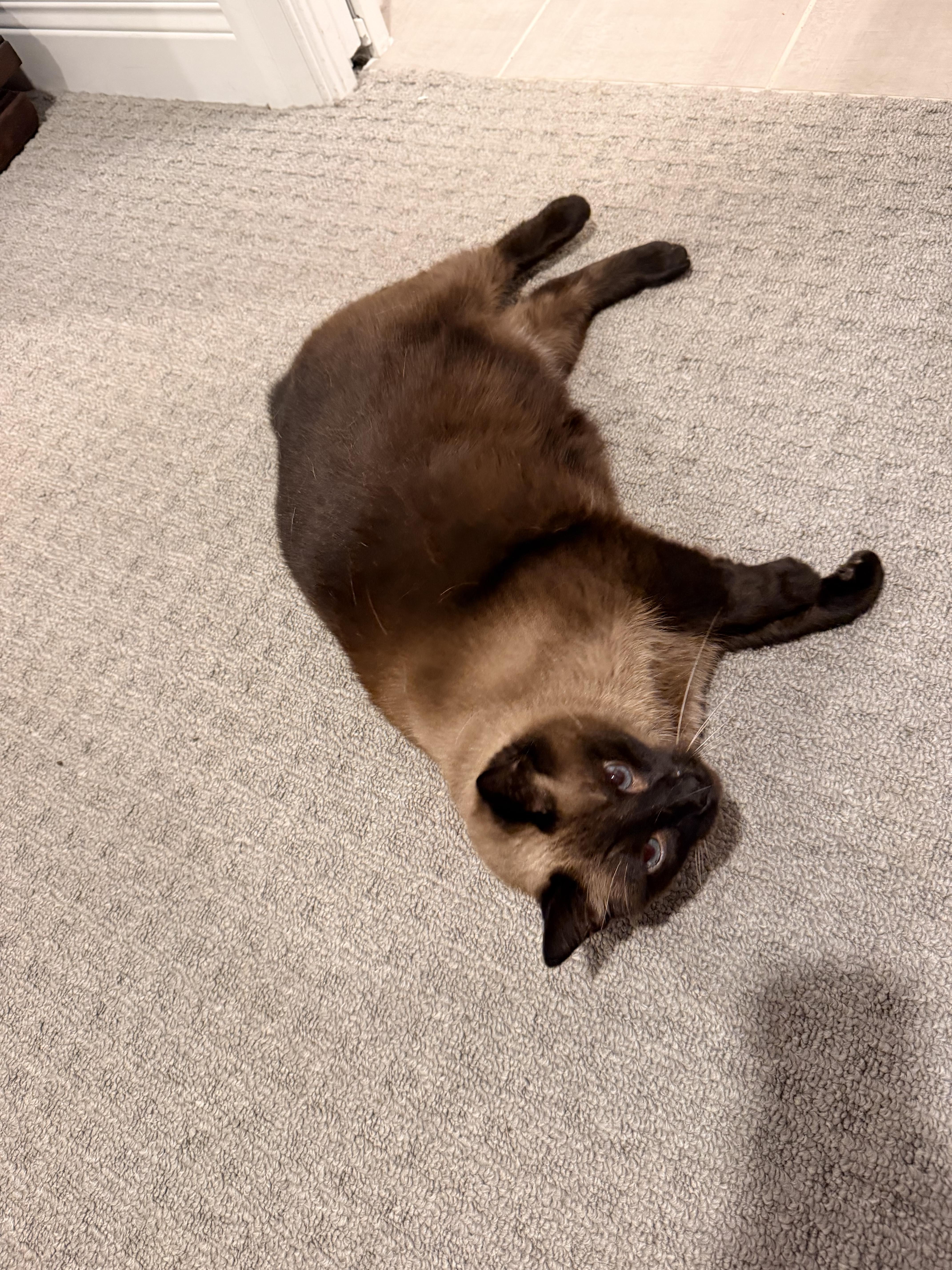 Enlarge Simon, an adopted Siamese in Louisville, KY image 4/6