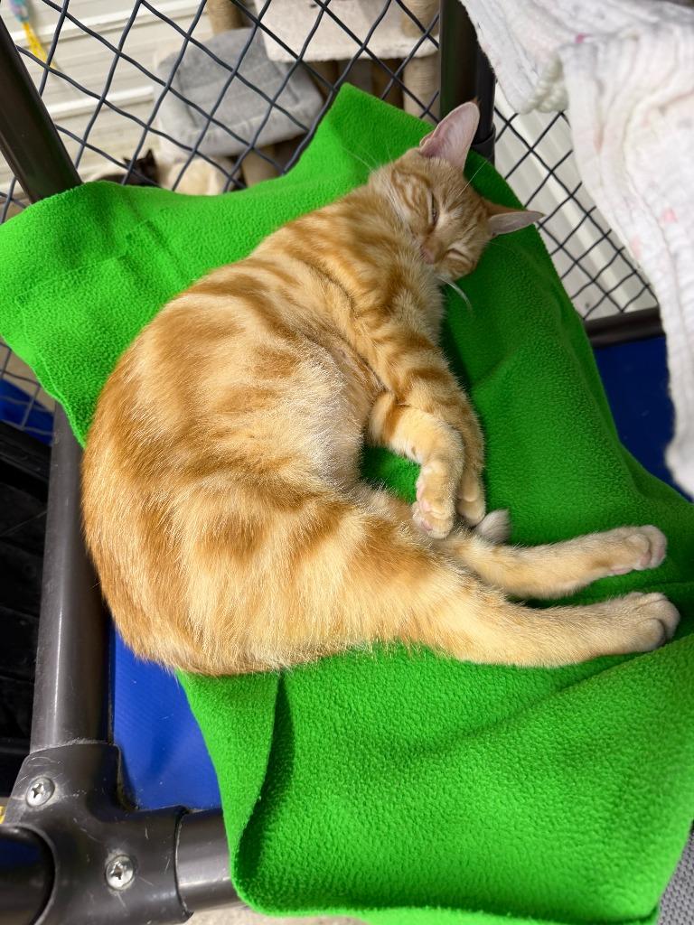 Clementine, Adoptable, Young Female Domestic Short Hair.