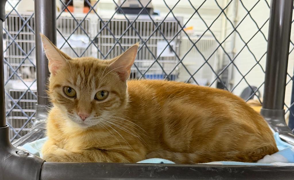 Enlarge Clementine, a Adoptable mixed breed in Lagrange, IN image 2/6