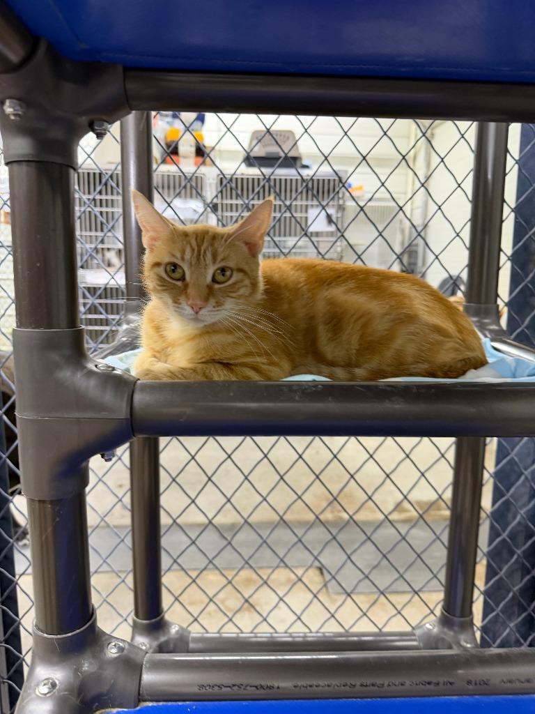 Enlarge Clementine, a Adoptable mixed breed in Lagrange, IN image 3/6