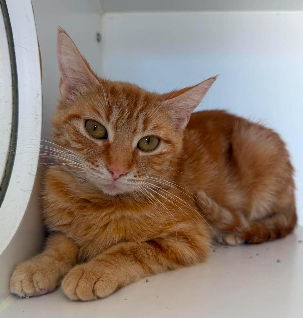 Clementine, Adoptable, Young Female Domestic Short Hair.