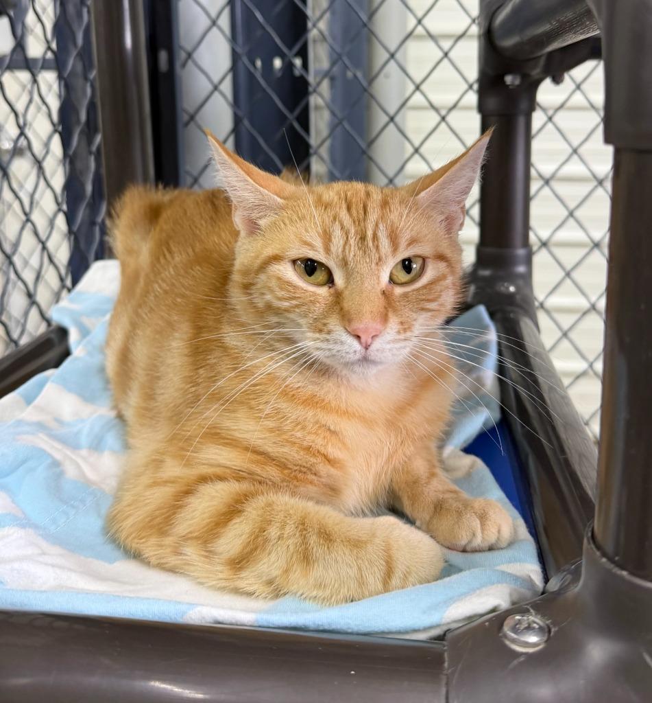 Enlarge Clementine, a Adoptable mixed breed in Lagrange, IN image 5/6