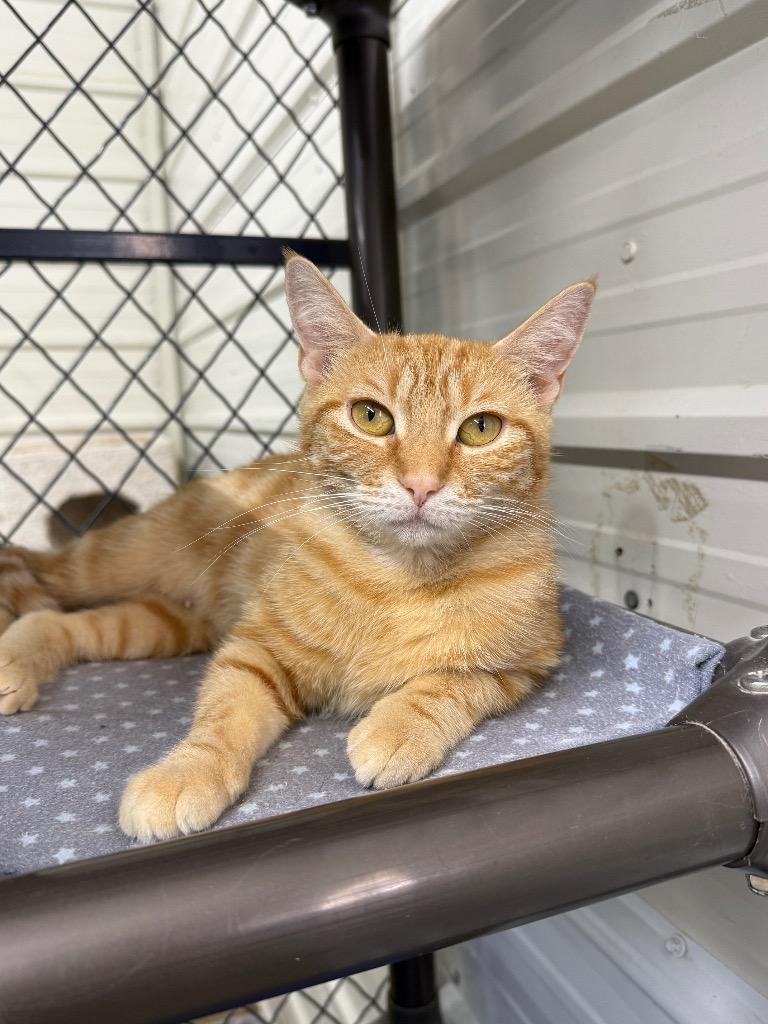 Enlarge Clementine, a Adoptable mixed breed in Lagrange, IN image 6/6