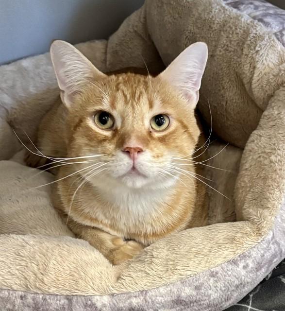 GOLIATH, Adoptable, Adult Male Domestic Short Hair.