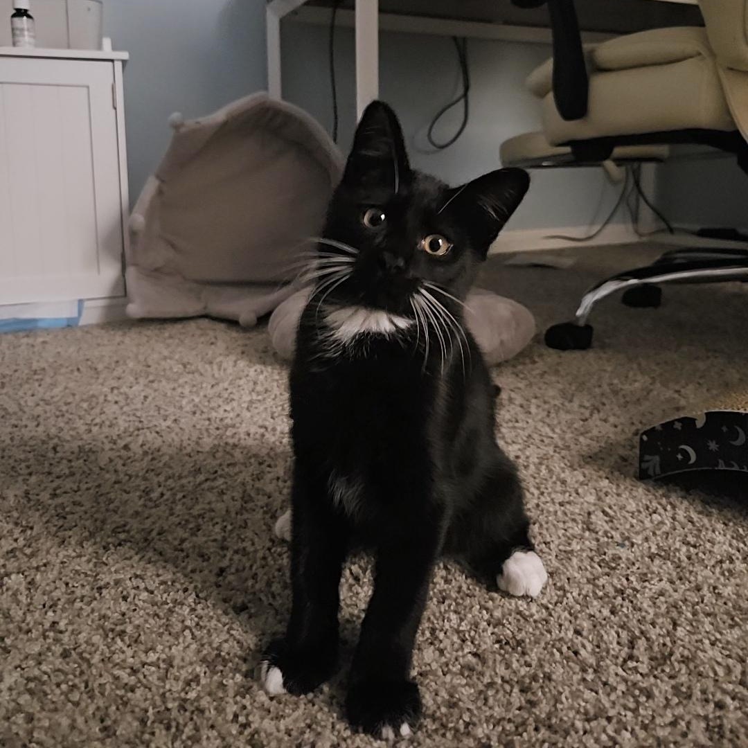 Kojak, Adopted, Kitten Male Domestic Medium Hair.