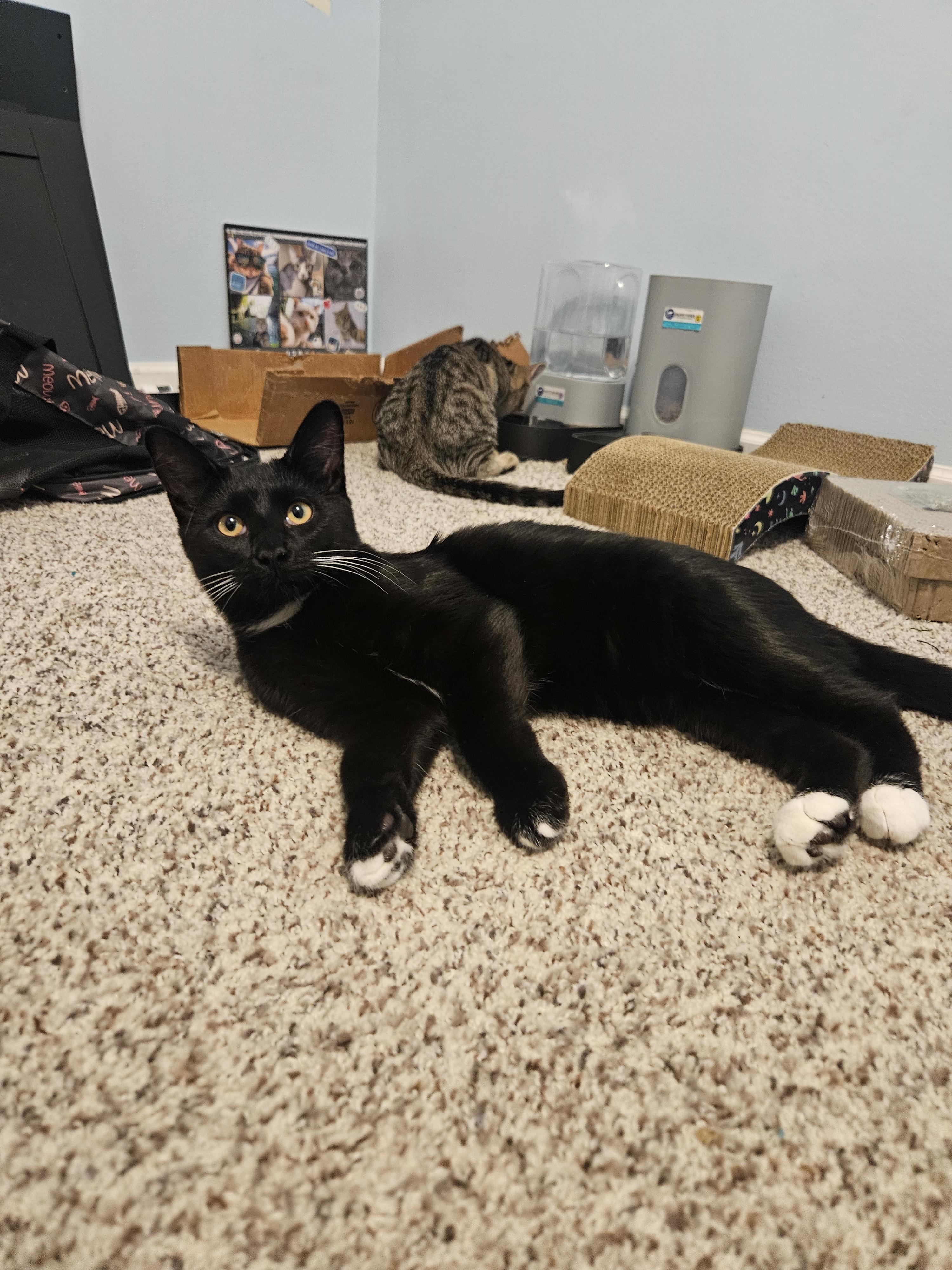 Enlarge Kojak, a Adopted Domestic Medium Hair in Columbus, OH image 5/6