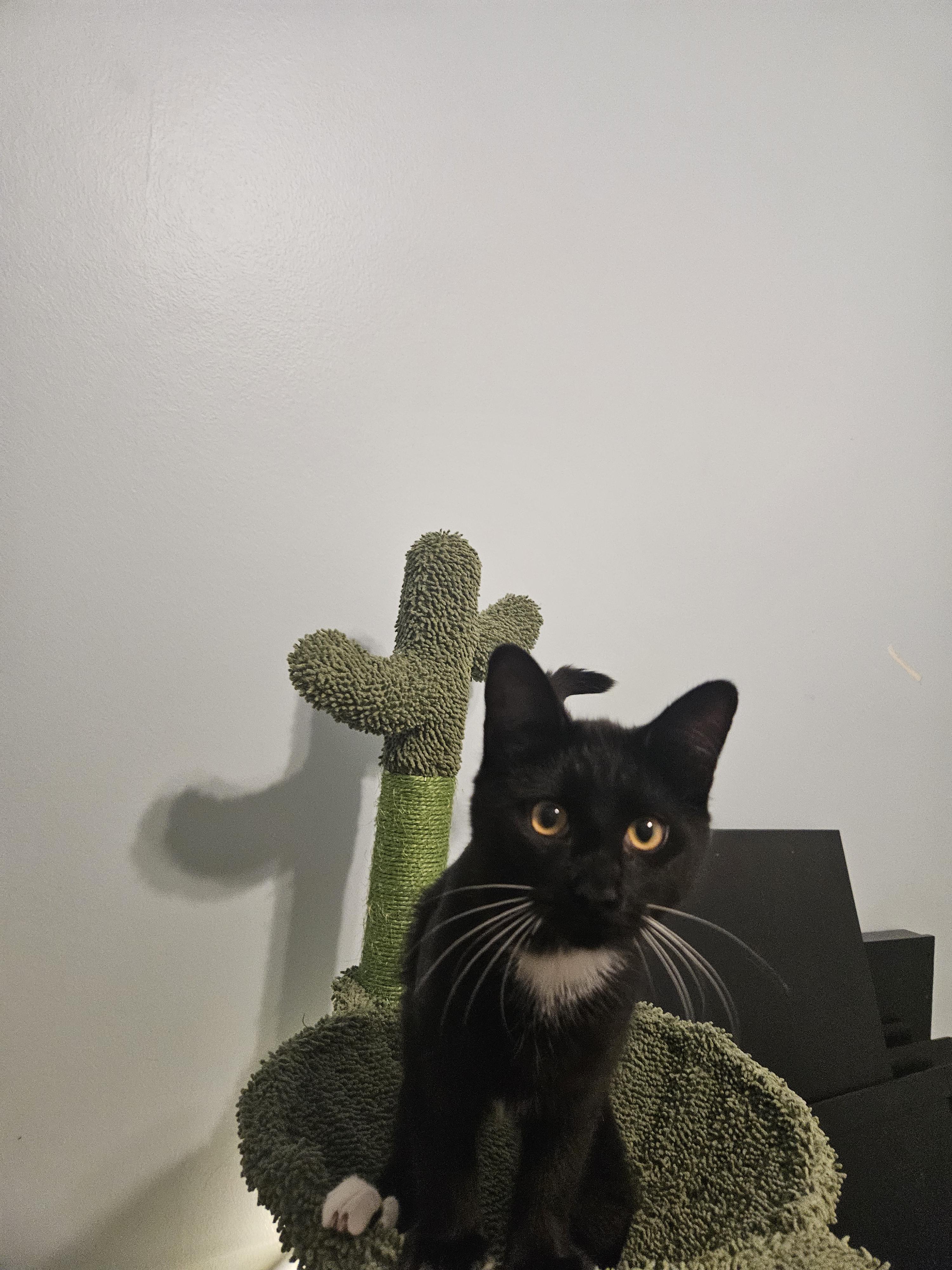 Enlarge Kojak, a Adopted Domestic Medium Hair in Columbus, OH image 6/6