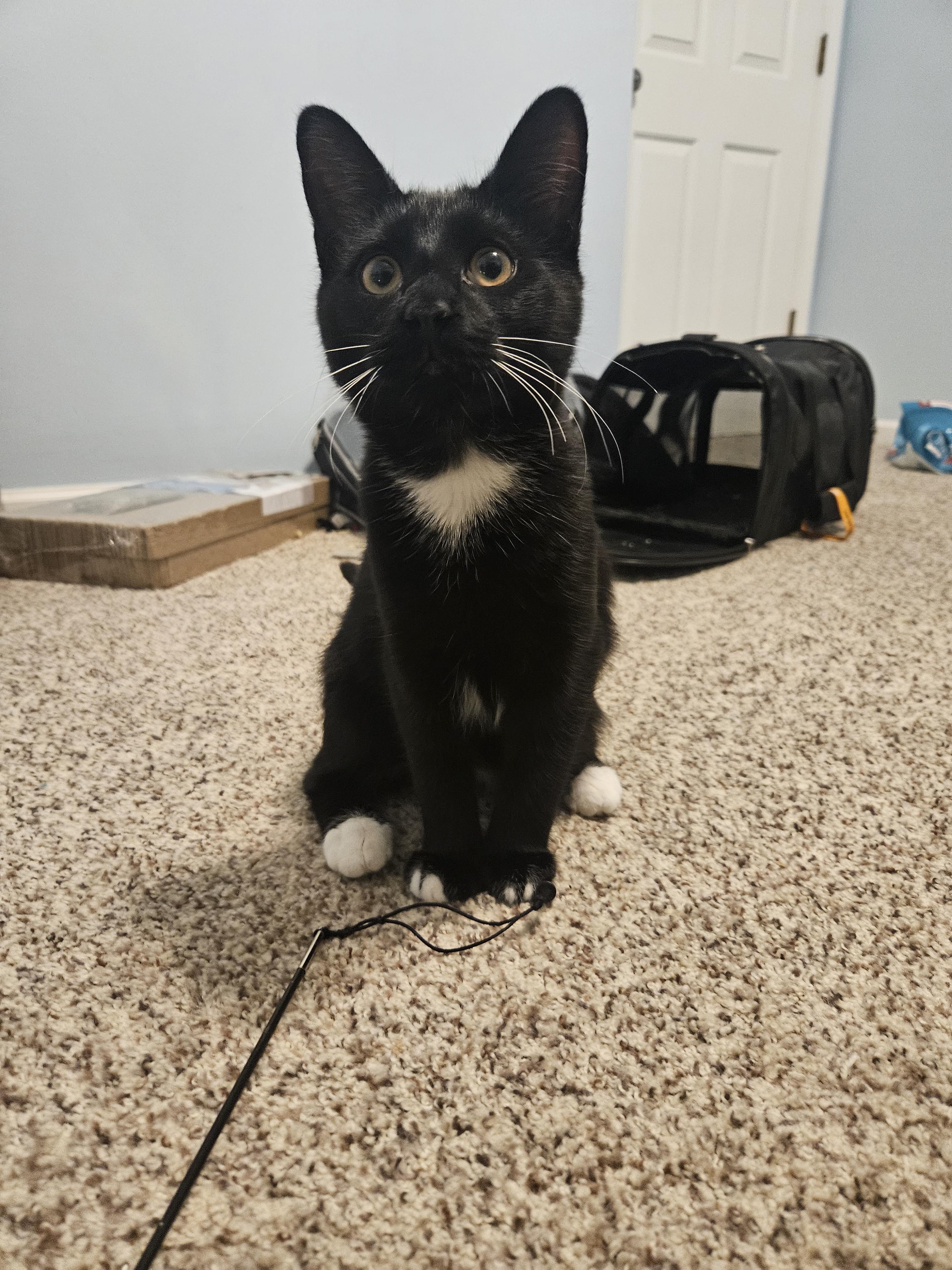 Enlarge Kojak, a Adopted Domestic Medium Hair in Columbus, OH image 3/6