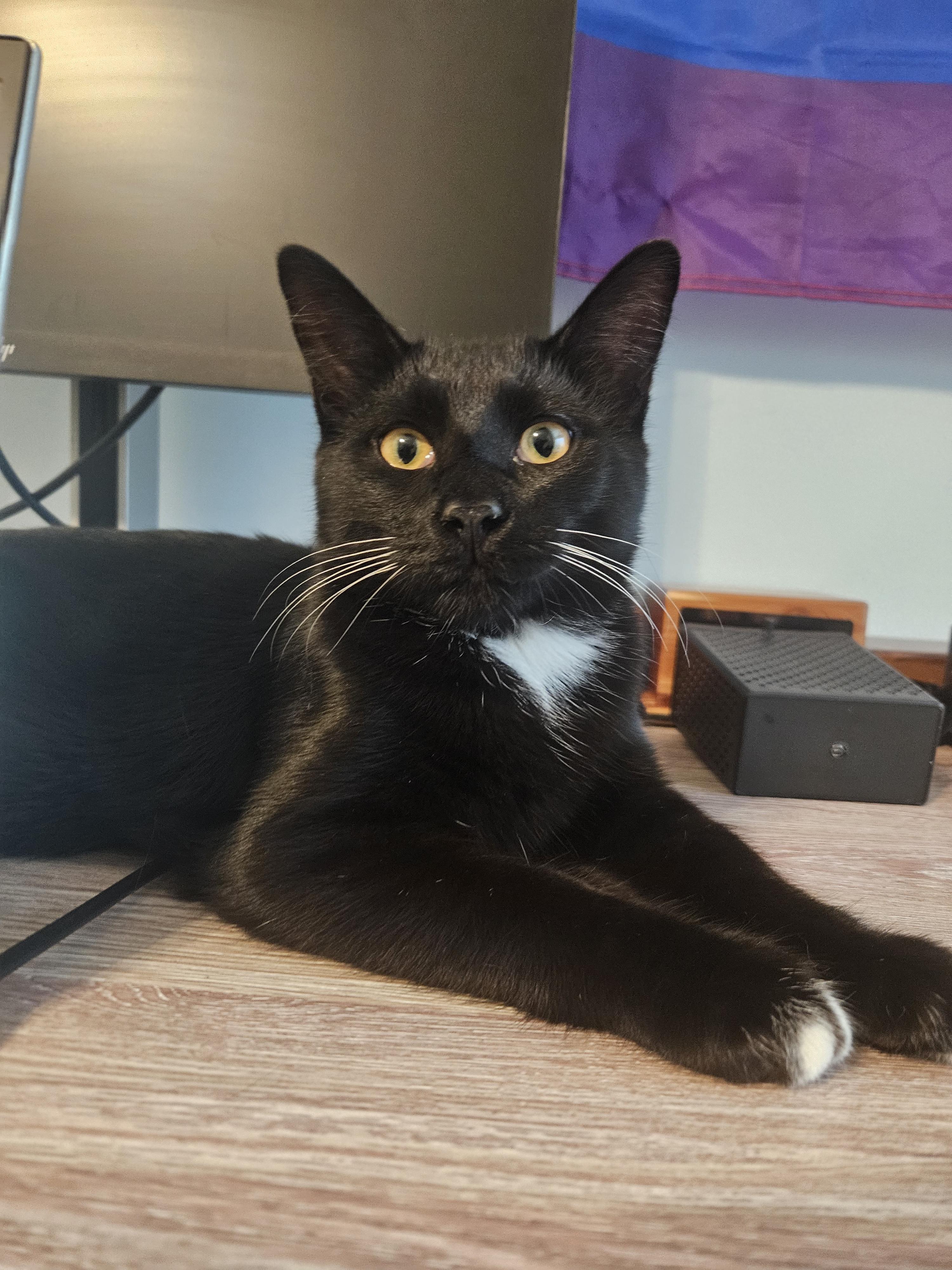 Enlarge Kojak, a Adopted Domestic Medium Hair in Columbus, OH image 4/6