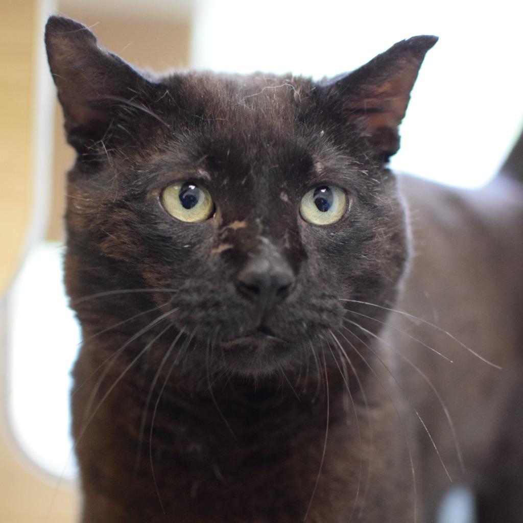 Enlarge Wybie, a Adoptable Domestic Short Hair in Pontiac, MI image 1/1