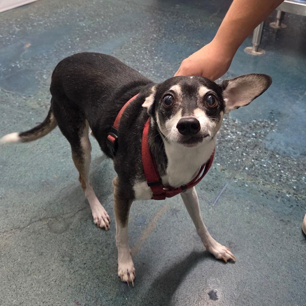 BEAR — thumbnail 2