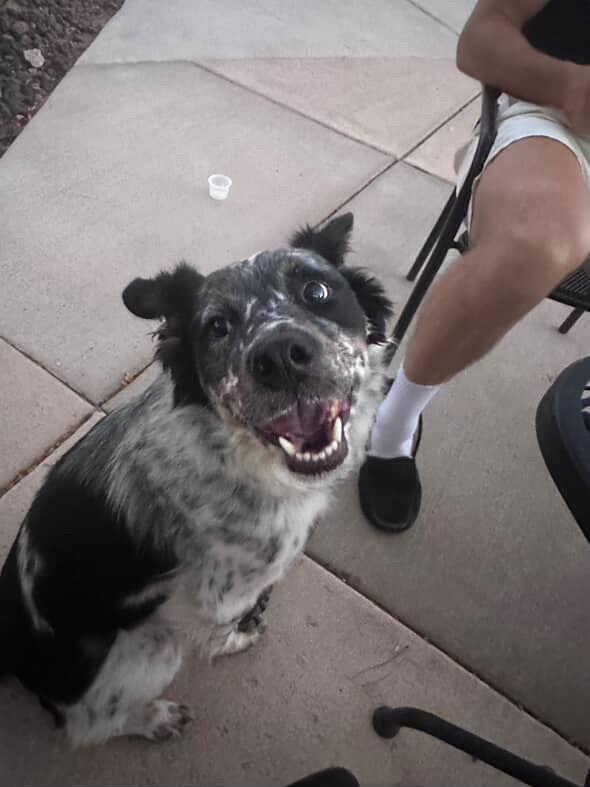 Oliver, a Adoptable Australian Cattle Dog / Blue Heeler in Sparks, NV image 1/2