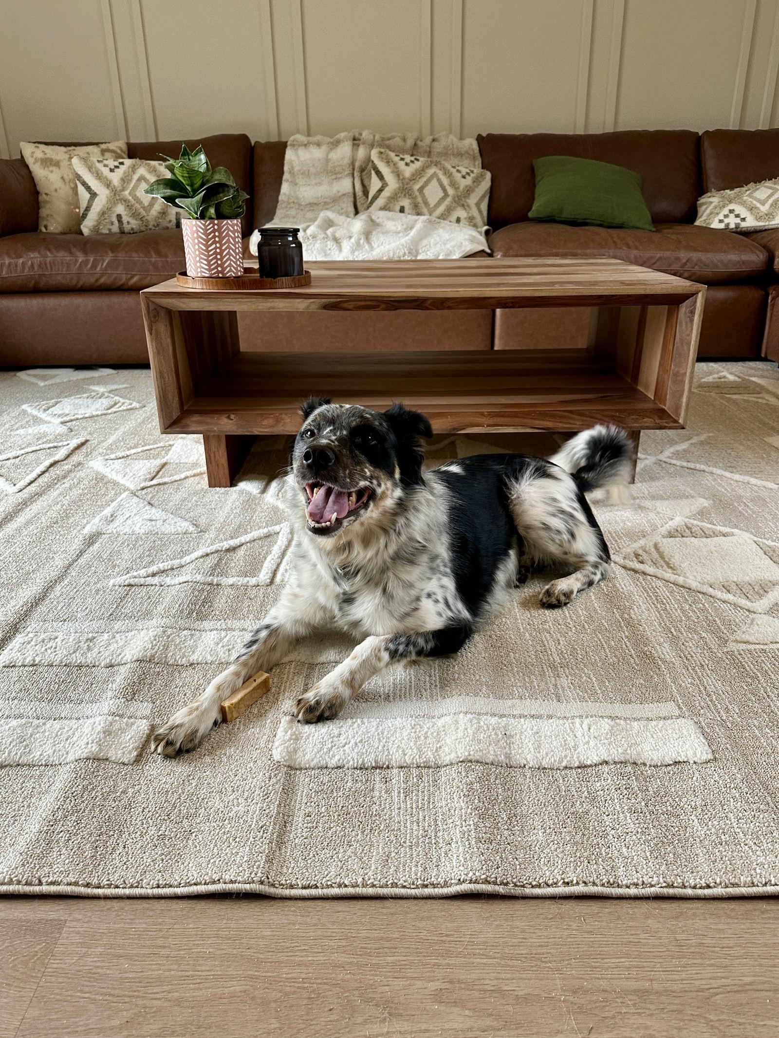 Enlarge Oliver URGENT FOSTER OR ADOPTER, a Adoptable Australian Cattle Dog / Blue Heeler in Sparks, NV image 2/3