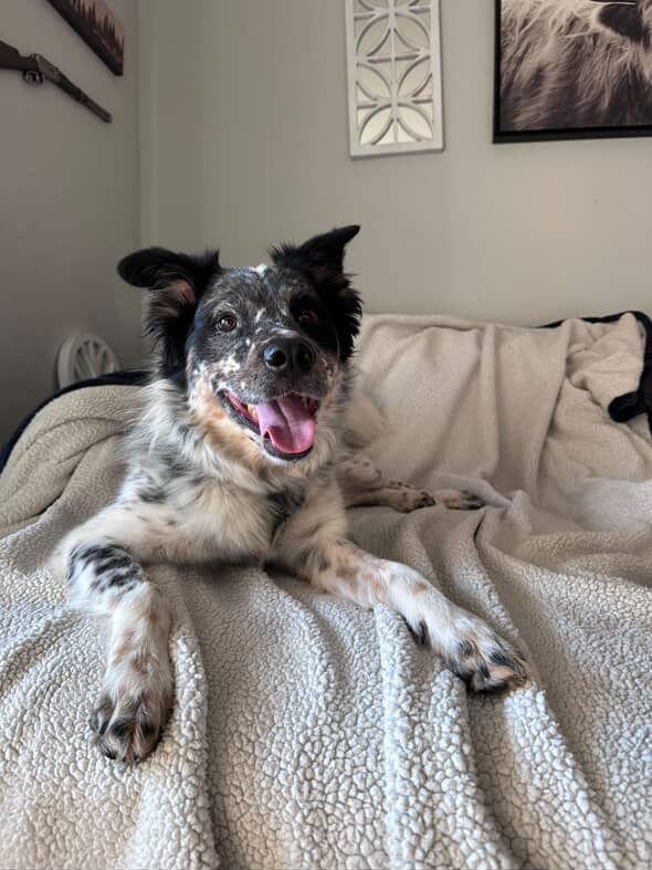 Oliver, a Adoptable Australian Cattle Dog / Blue Heeler in Sparks, NV image 2/2