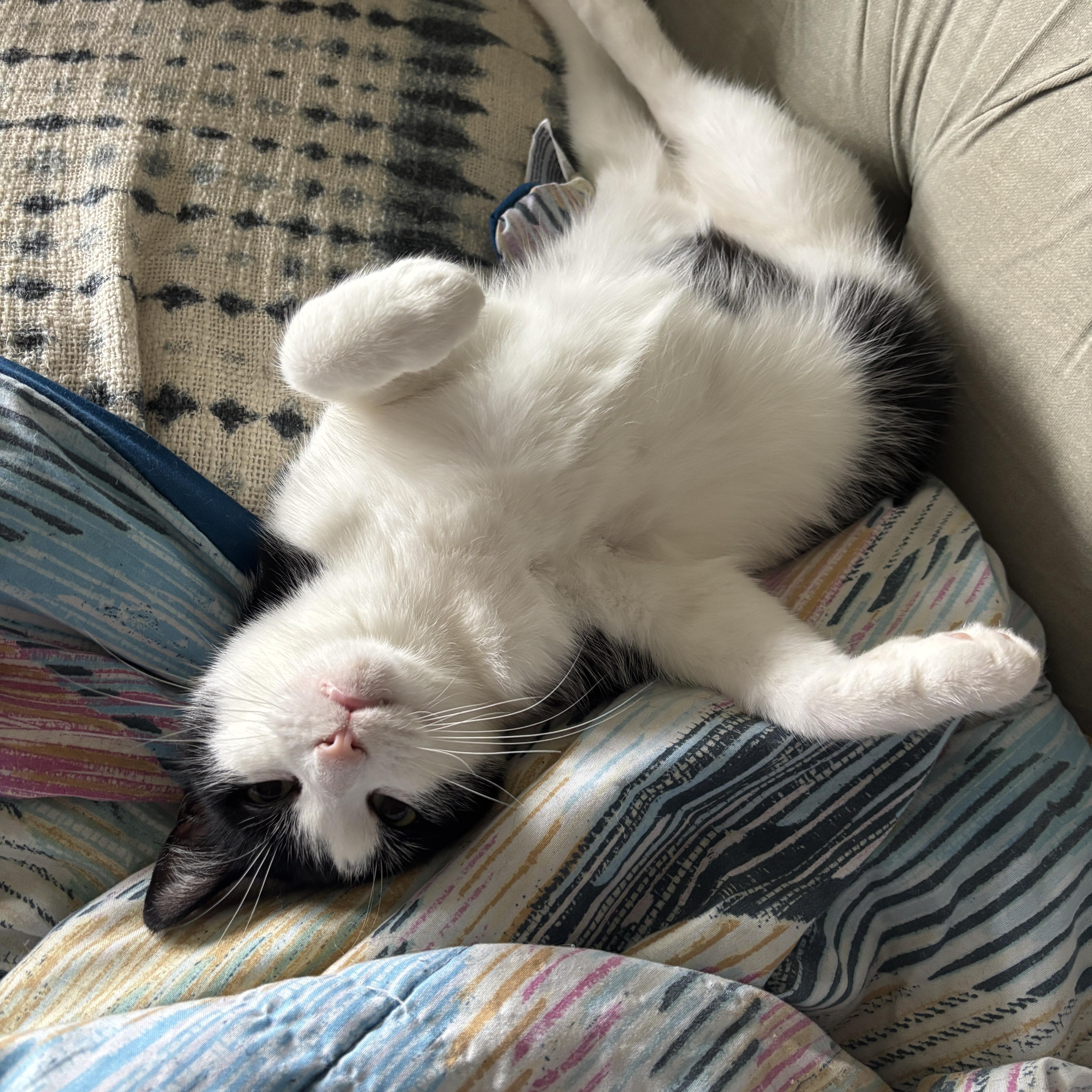 Enlarge Daisy, a Adoptable Domestic Short Hair in Cambridge, ON image 6/6