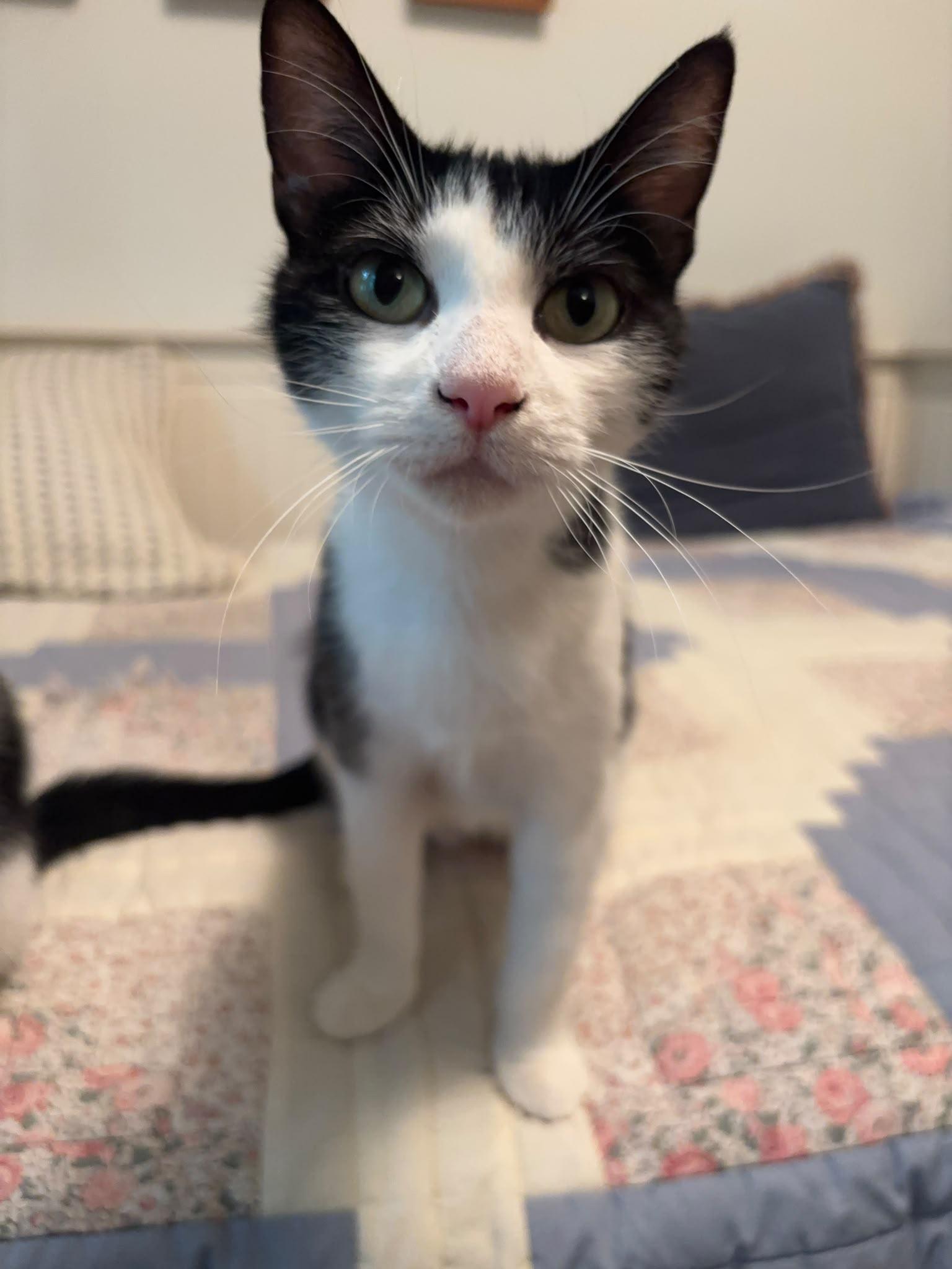 Daisy, Adoptable, Young Female Domestic Short Hair.
