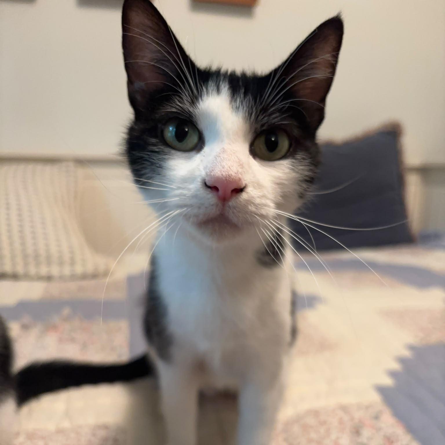 Enlarge Daisy, a Adoptable Domestic Short Hair in Cambridge, ON image 1/6