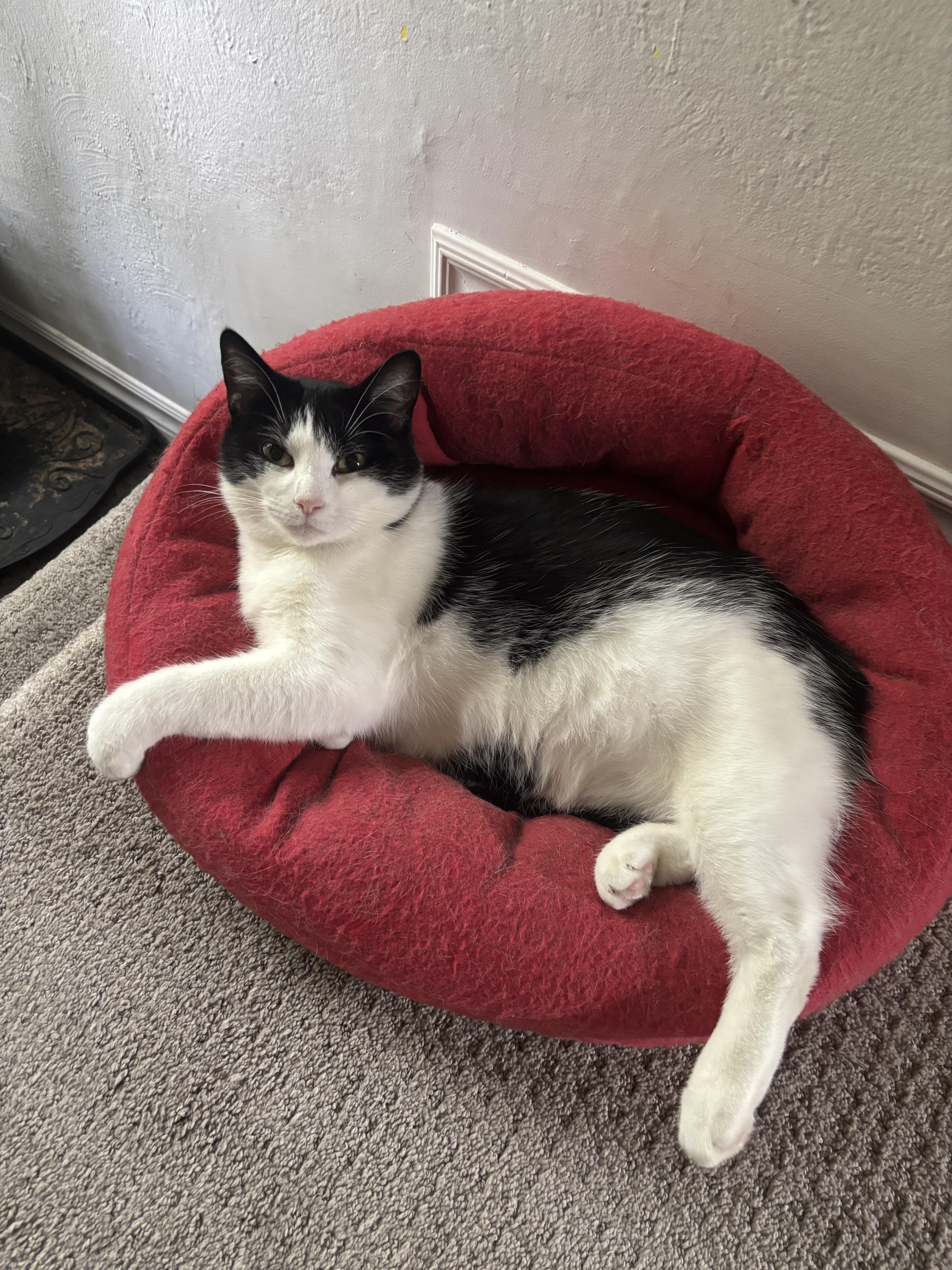 Enlarge Daisy, a Adoptable Domestic Short Hair in Cambridge, ON image 4/6