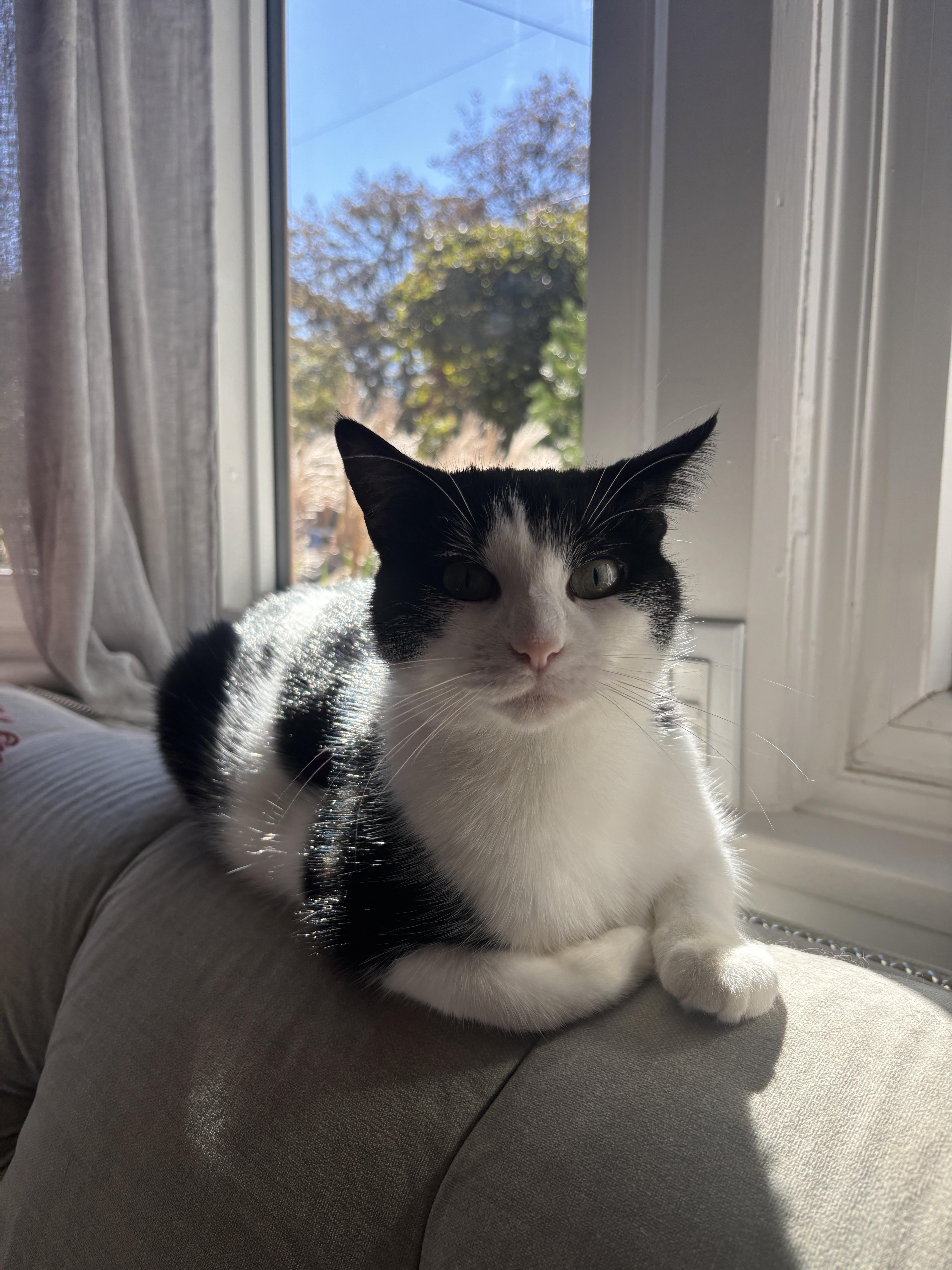 Enlarge Daisy, a Adoptable Domestic Short Hair in Cambridge, ON image 5/6