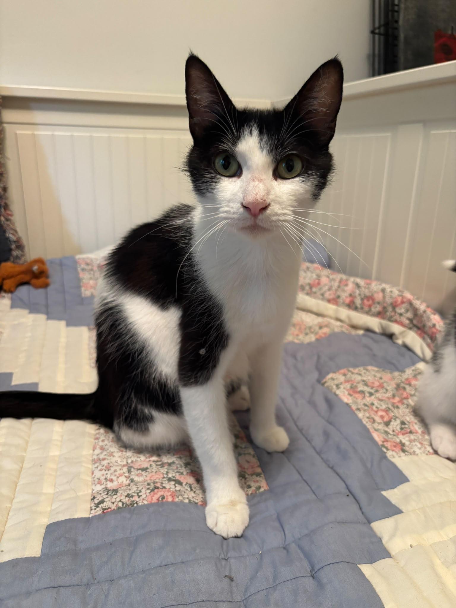 Daisy, a Adoptable Domestic Short Hair in Cambridge, ON image 2/2