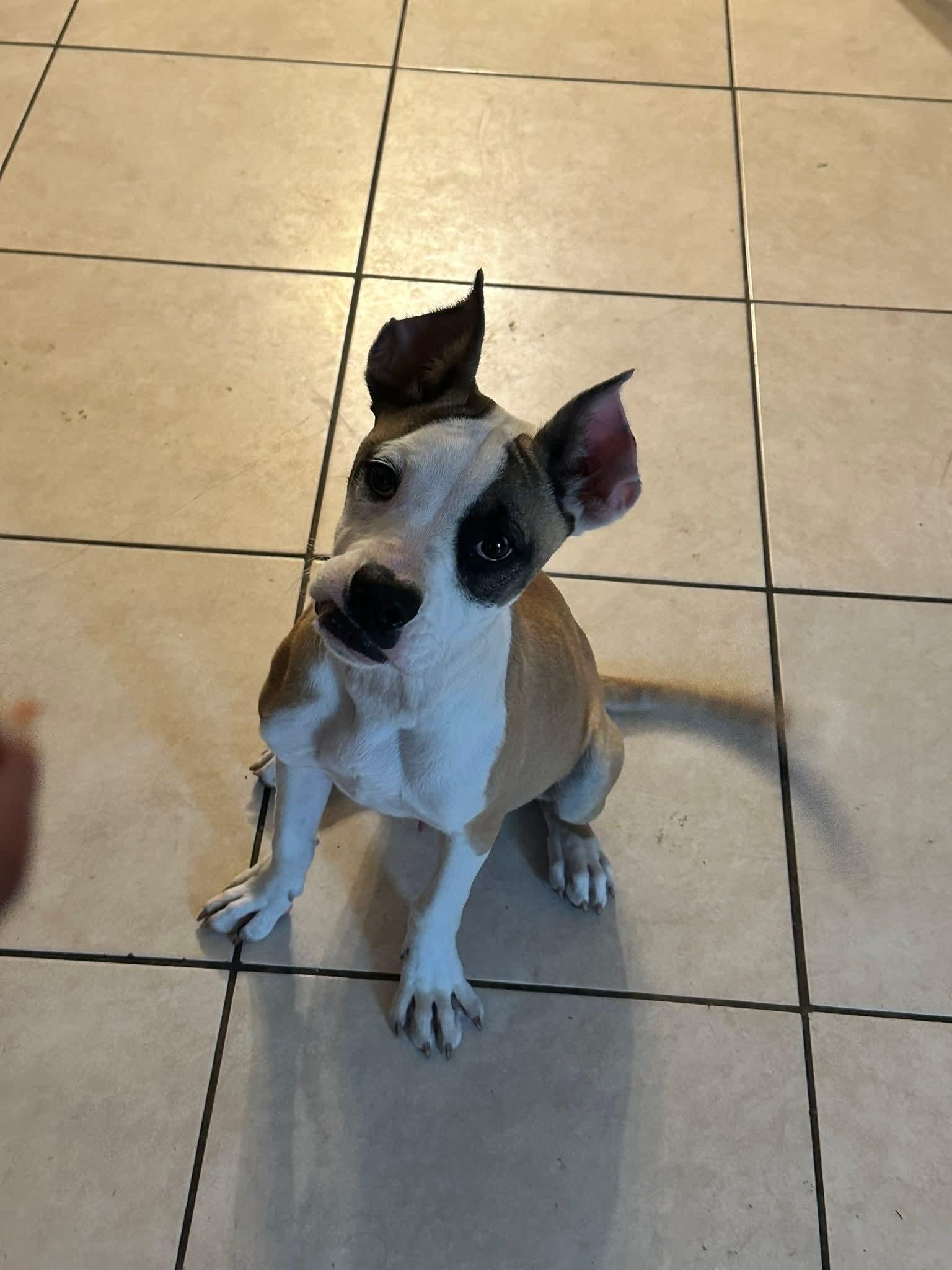 Chippy, Adoptable, Puppy Male Boxer.