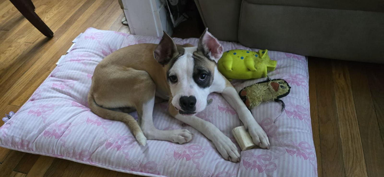 Enlarge Chippy, a Adoptable Boxer in Monticello, NY image 2/3