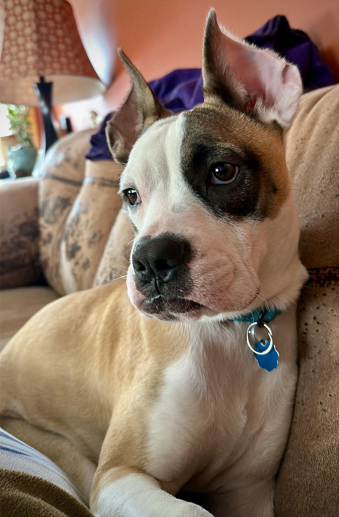 Enlarge Chippy, a Adoptable Boxer in Monticello, NY image 2/3