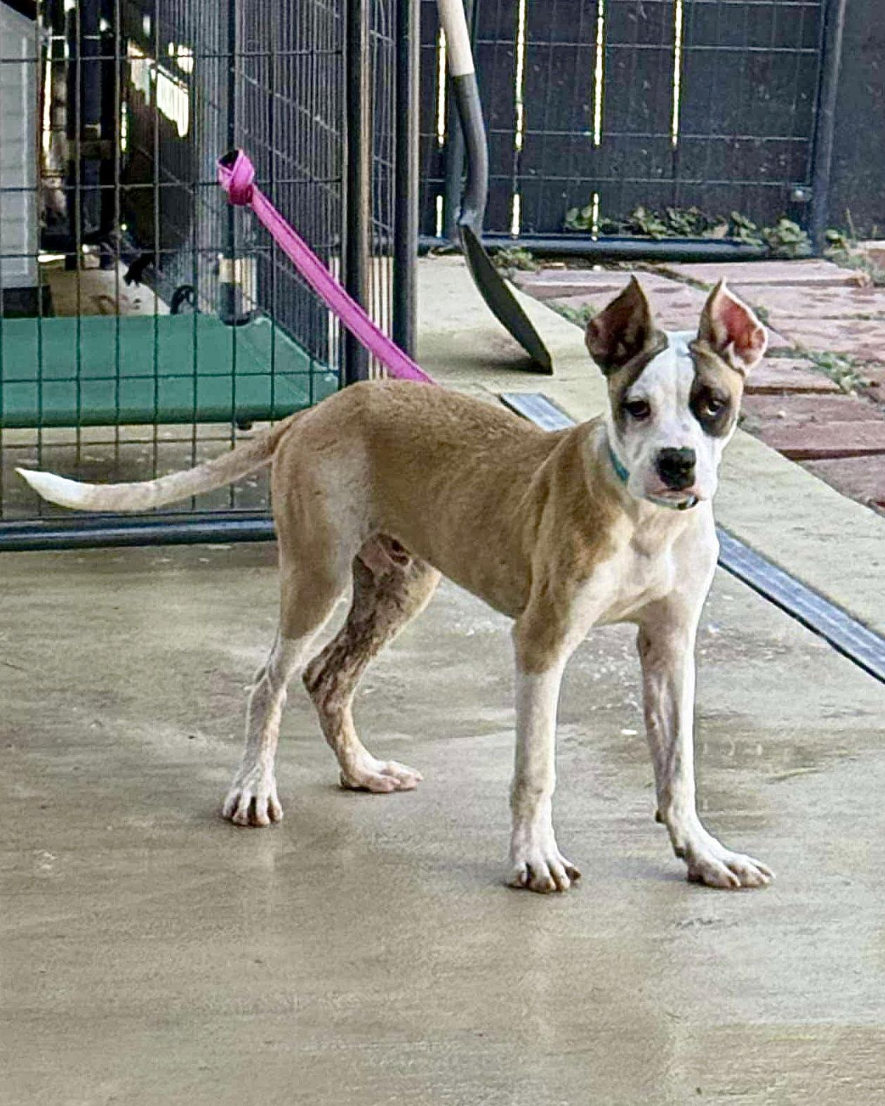 Enlarge Chippy, a Adoptable Boxer in Monticello, NY image 2/2