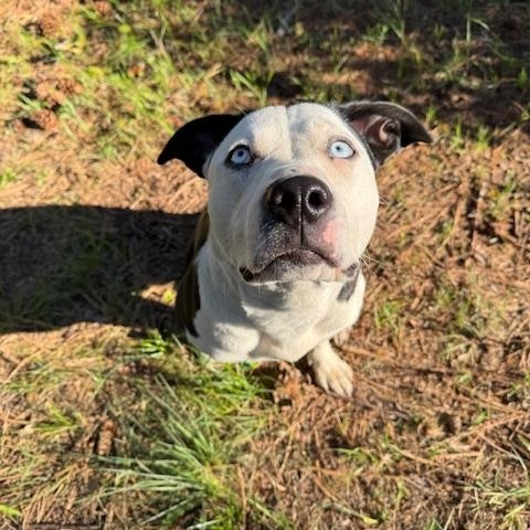 Molly, an adoptable American Staffordshire Terrier, Australian Shepherd in Superior, MT, 59872 | Photo Image 2