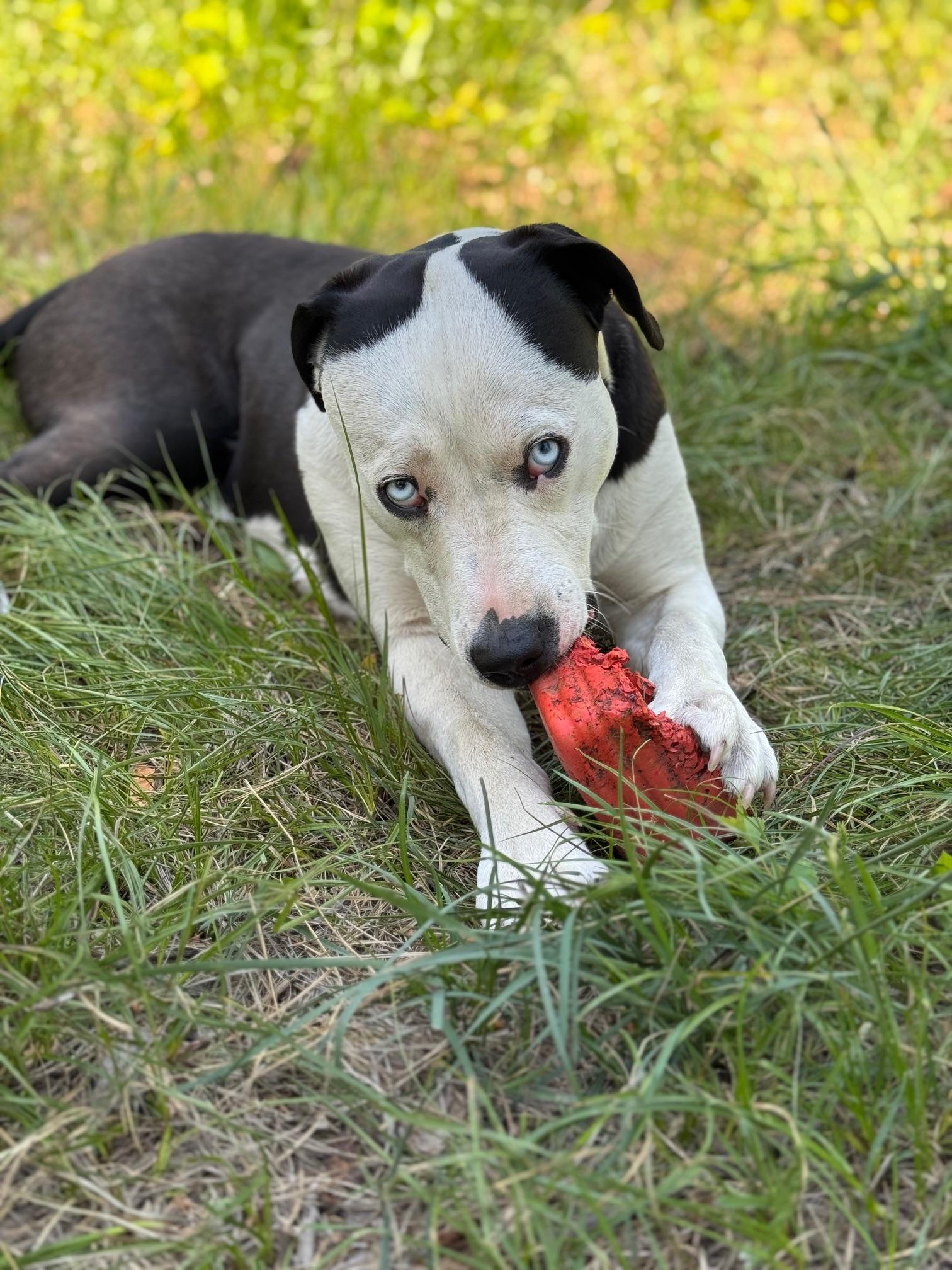 Molly, a Adoptable mixed breed in Superior, MT image 1/4