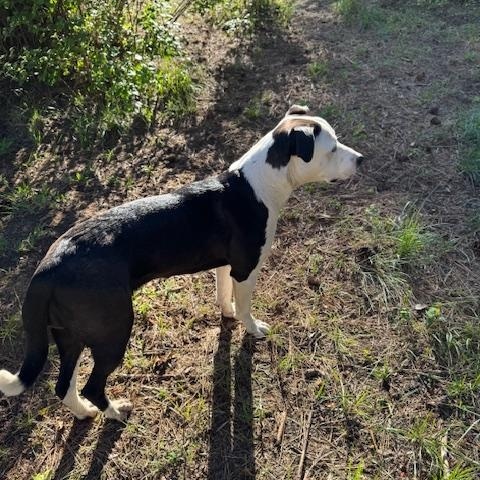 Molly, a Adoptable mixed breed in Superior, MT image 3/4