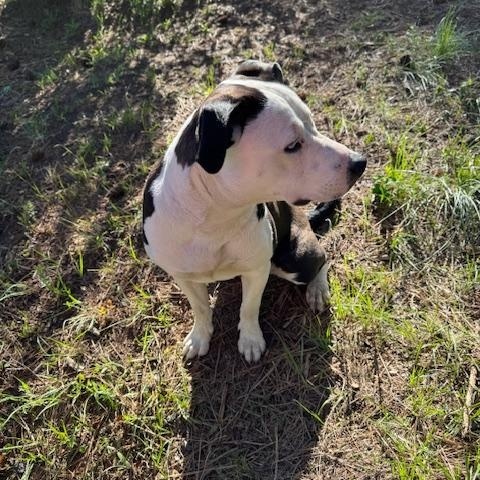 Molly, a Adoptable mixed breed in Superior, MT image 4/4