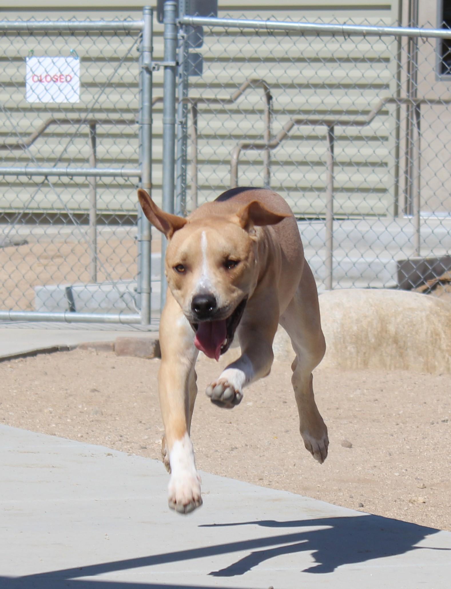 Enlarge Joey, a Adoptable Pit Bull Terrier in Yucca Valley, CA image 4/6