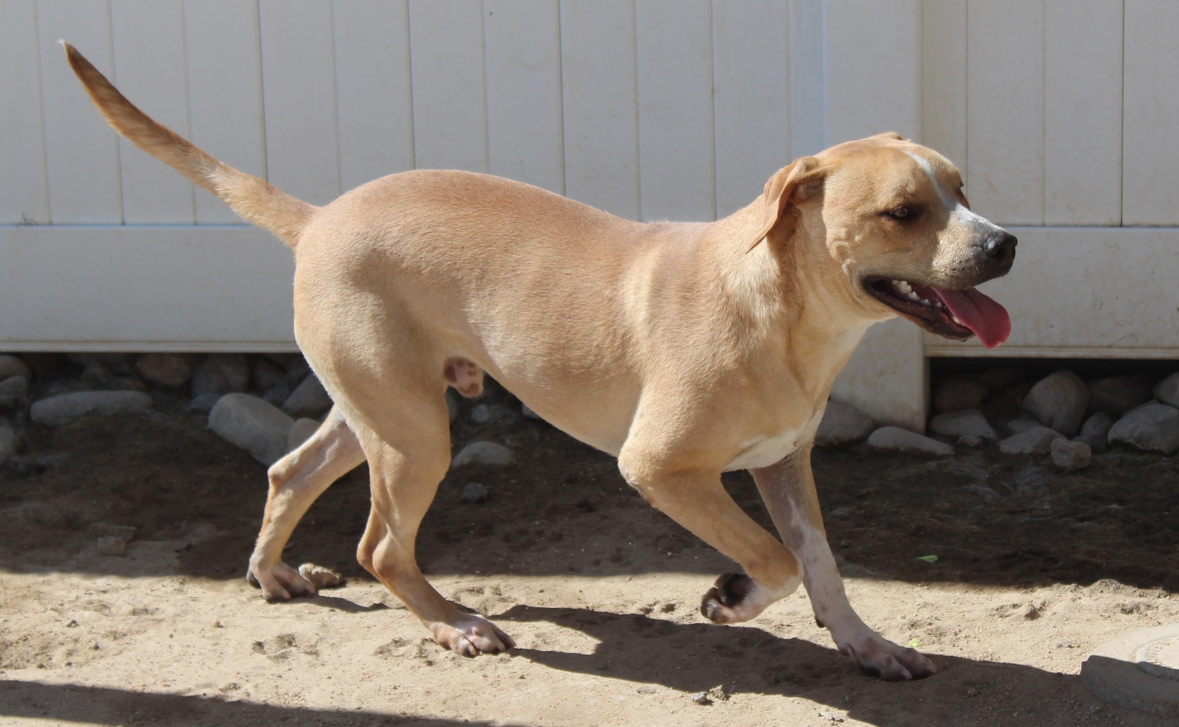 Enlarge Joey, a Adoptable Pit Bull Terrier in Yucca Valley, CA image 5/6
