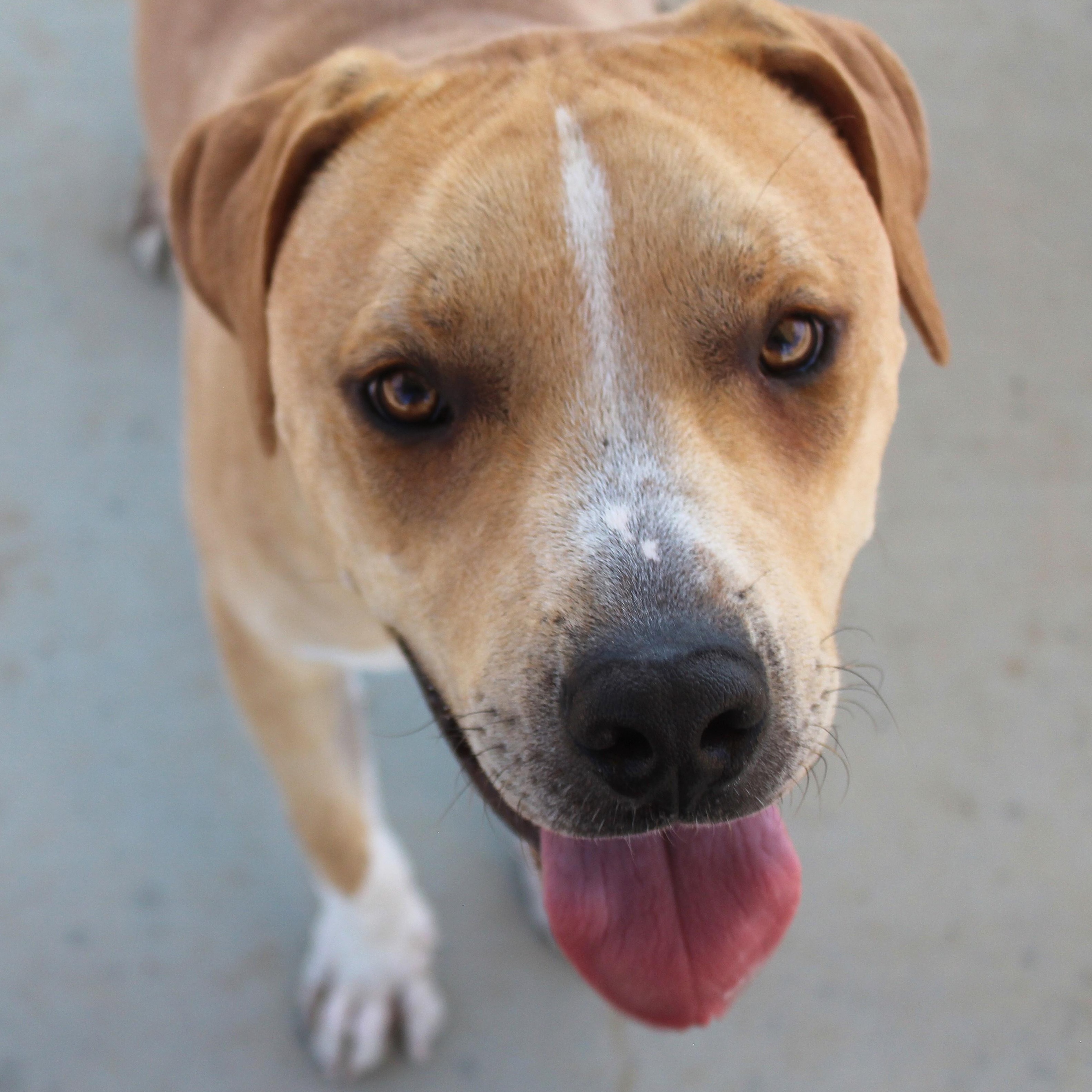 Joey, Adoptable, Young Male Pit Bull Terrier.
