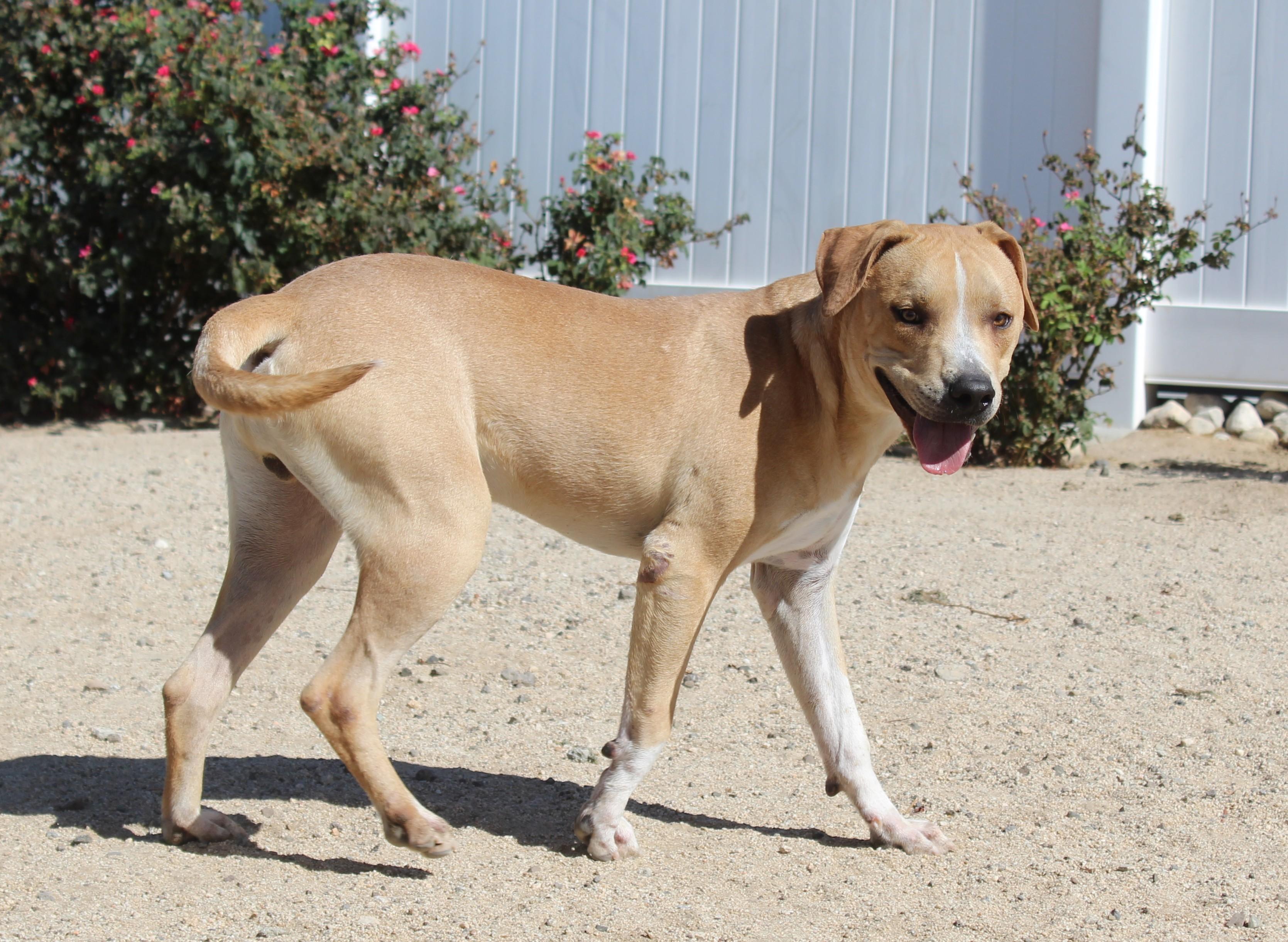 Enlarge Joey, a Adoptable Pit Bull Terrier in Yucca Valley, CA image 2/6