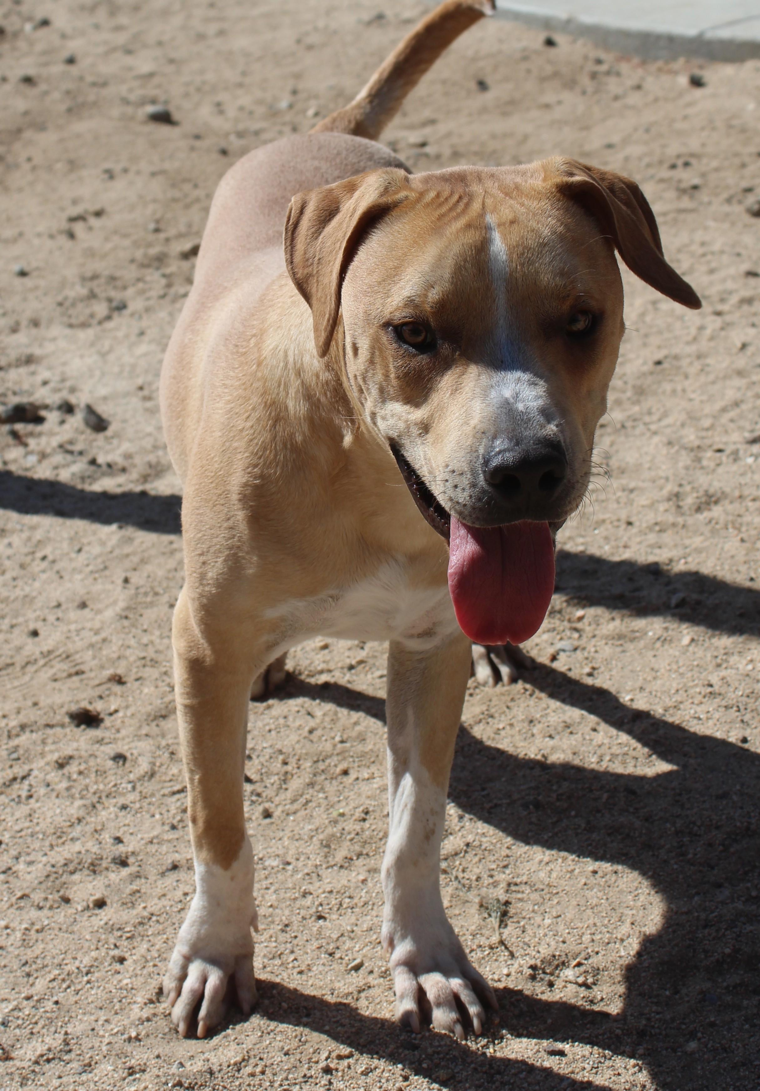 Enlarge Joey, a Adoptable Pit Bull Terrier in Yucca Valley, CA image 3/6