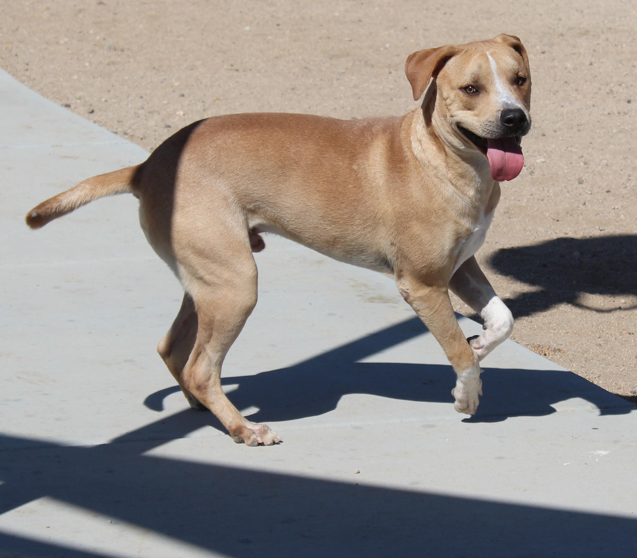 Enlarge Joey, a Adoptable Pit Bull Terrier in Yucca Valley, CA image 6/6