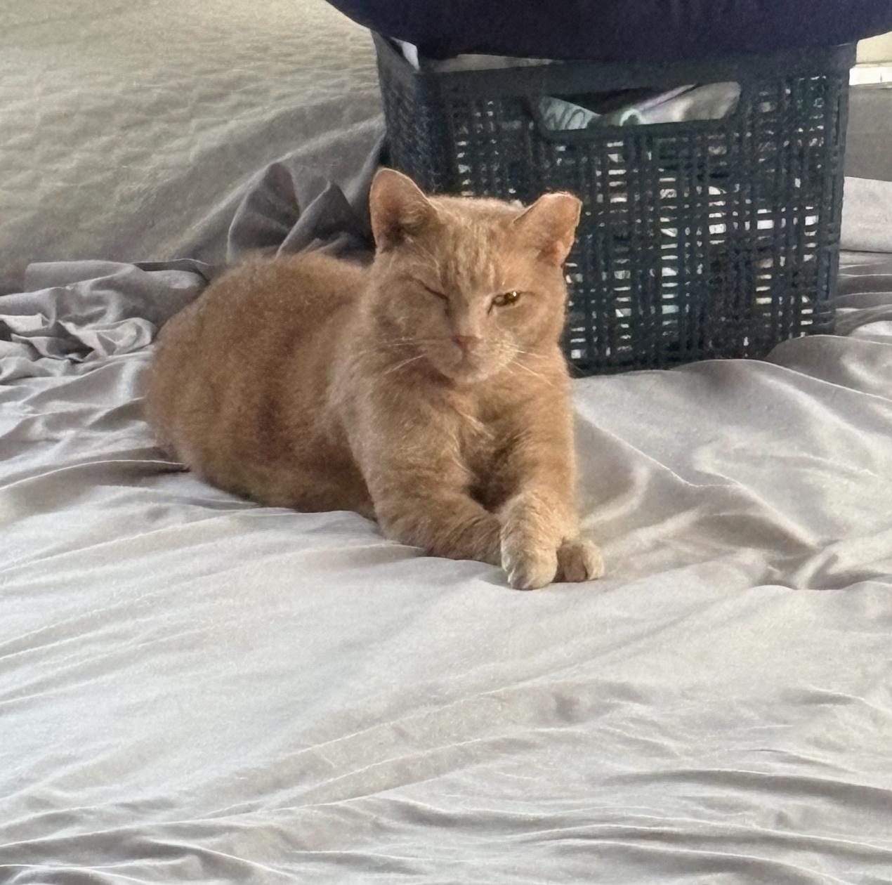 Blue and Jax, a Adopted Domestic Short Hair in Verona, PA image 1/6