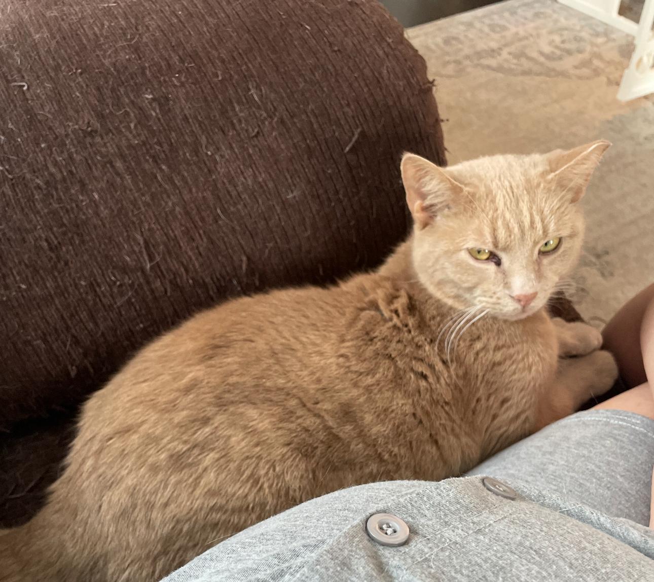 Blue and Jax, a Adopted Domestic Short Hair in Verona, PA image 2/6