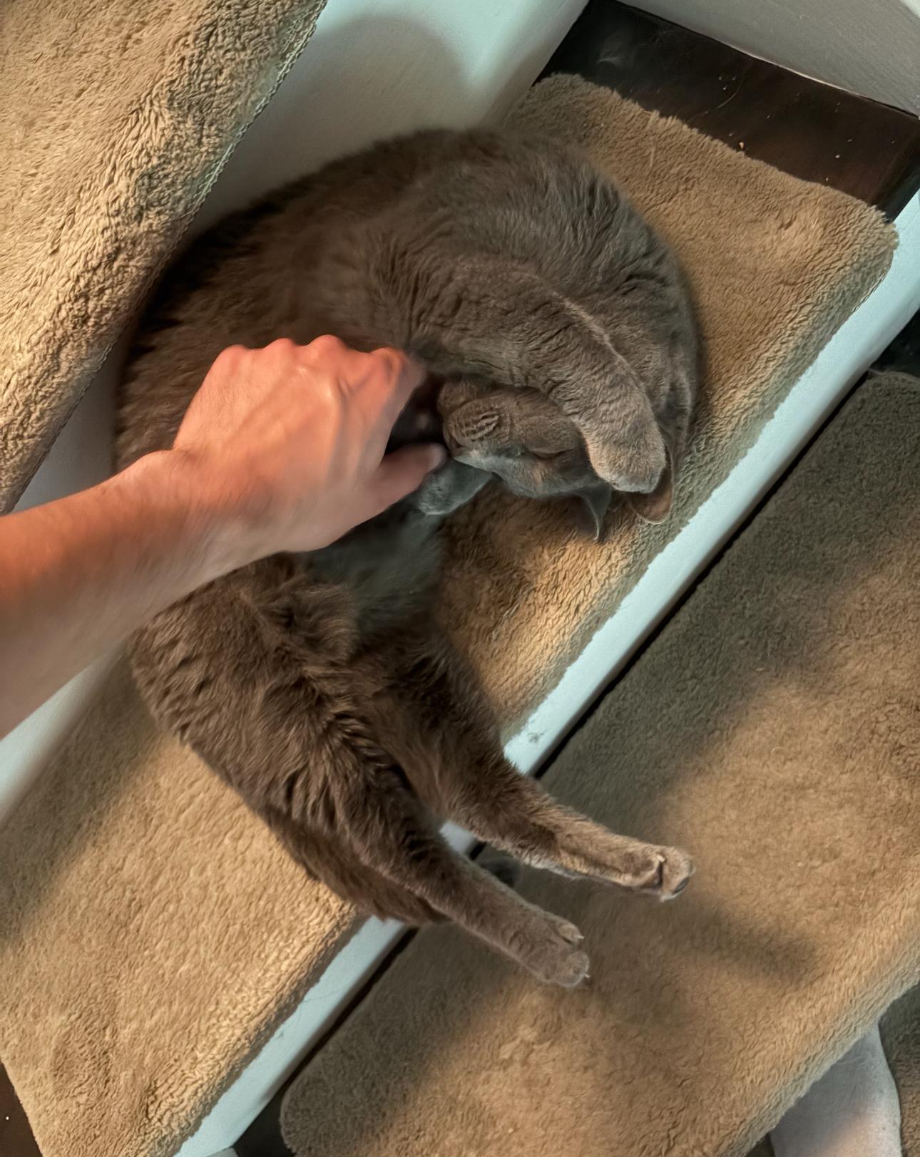 Blue and Jax, a Adopted Domestic Short Hair in Verona, PA image 3/6