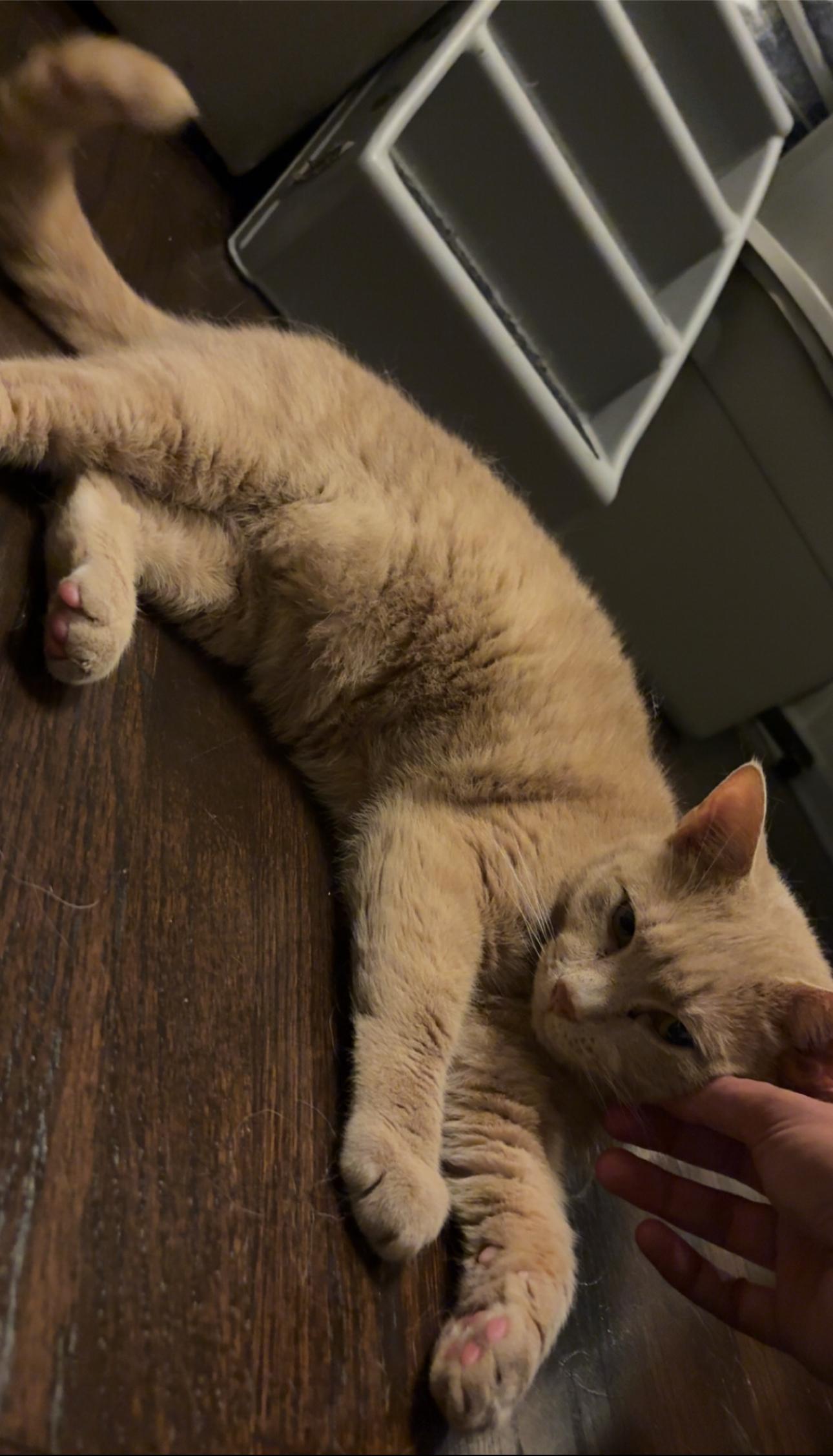 Blue and Jax, a Adopted Domestic Short Hair in Verona, PA image 6/6