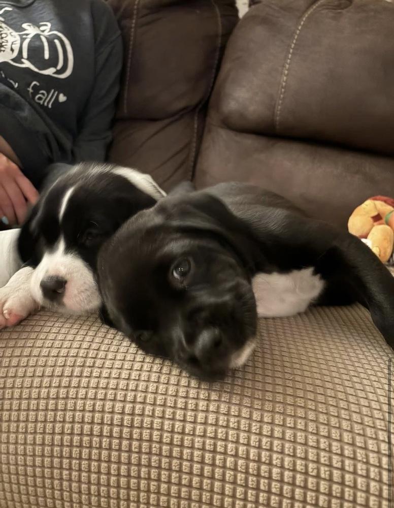 Happy, Adoptable, Puppy Male English Springer Spaniel.