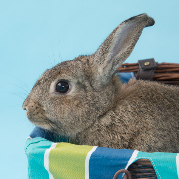 Enlarge Nicholas, a Adoptable mixed breed in Whittaker, MI image 1/2