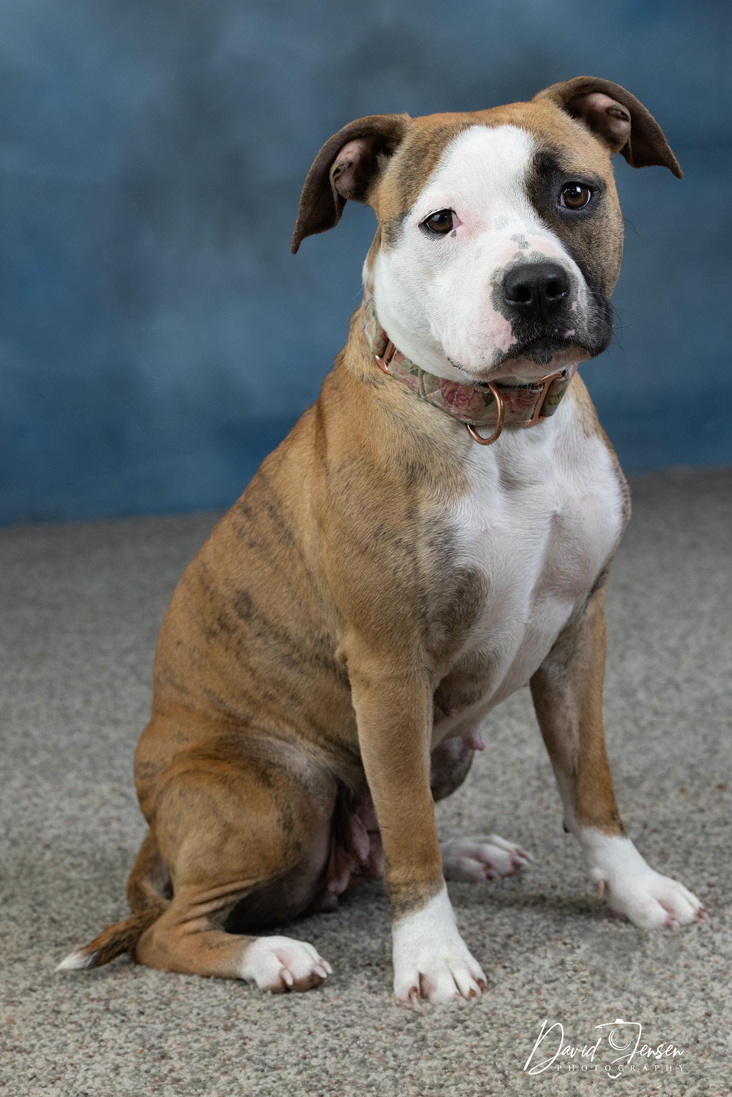 Bridget, a ADOPTABLE American Bully in Anchorage, AK image 3/4