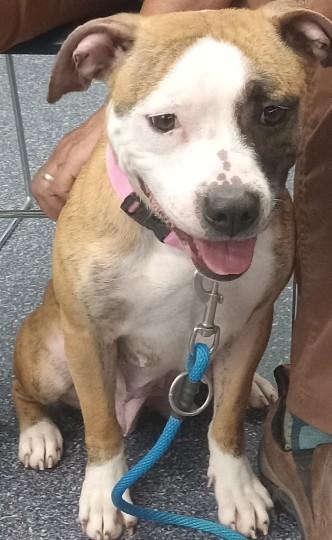 Bridget, a ADOPTABLE American Bully in Anchorage, AK image 1/4